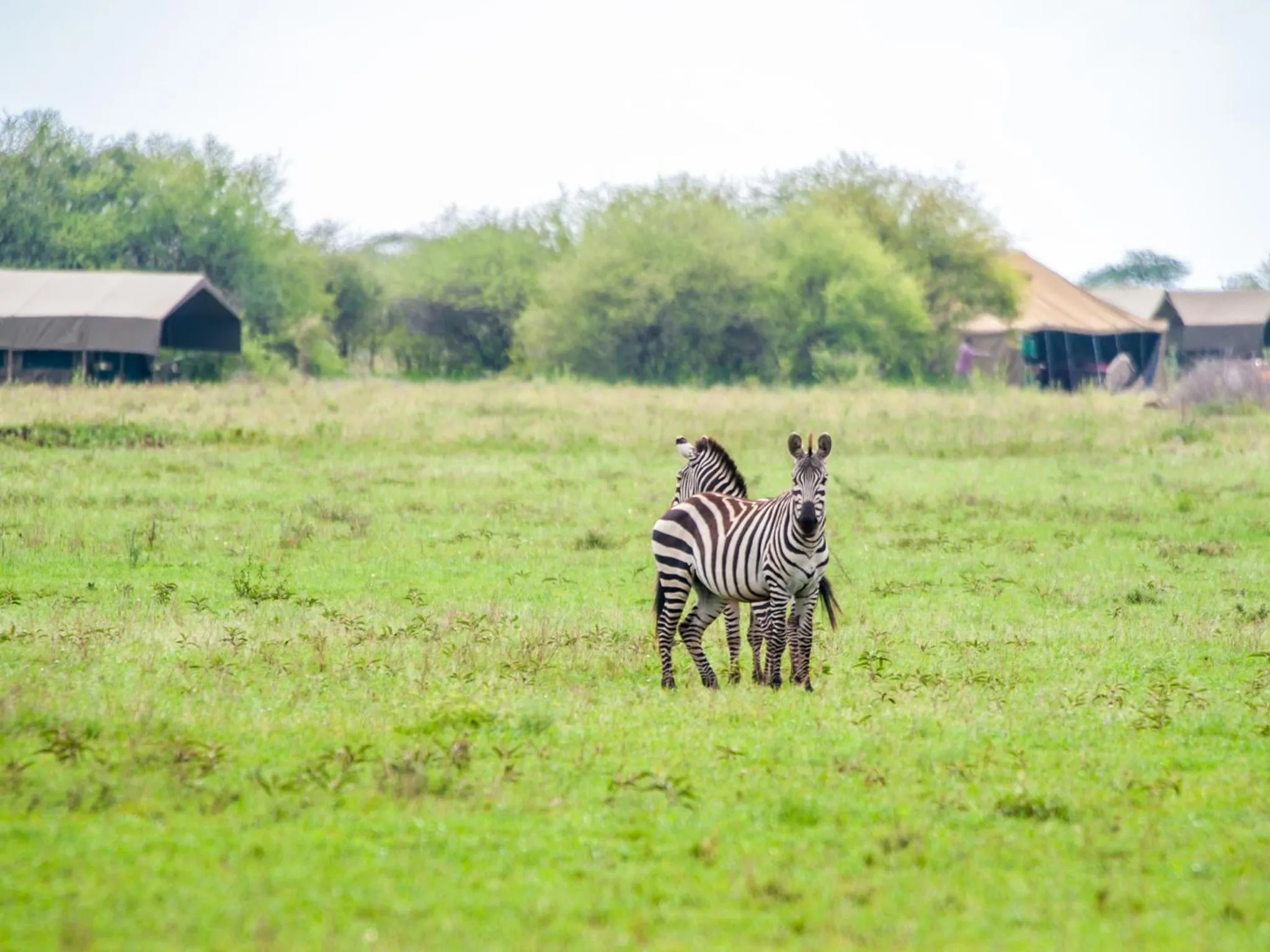 Animals in Kananga Special Tented Camp