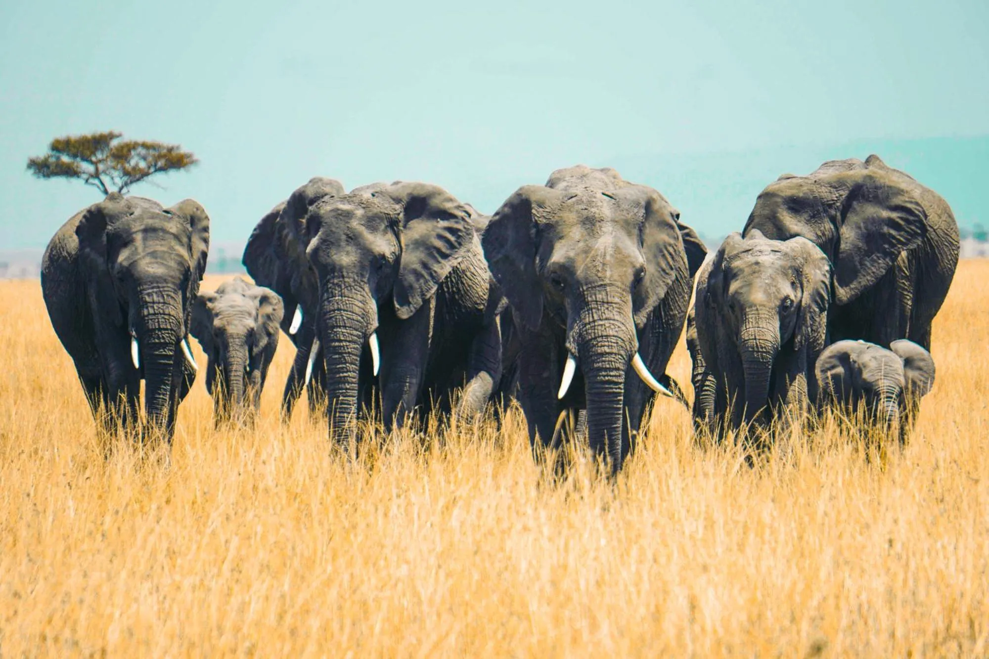 Day in Kananga Special Tented Camp