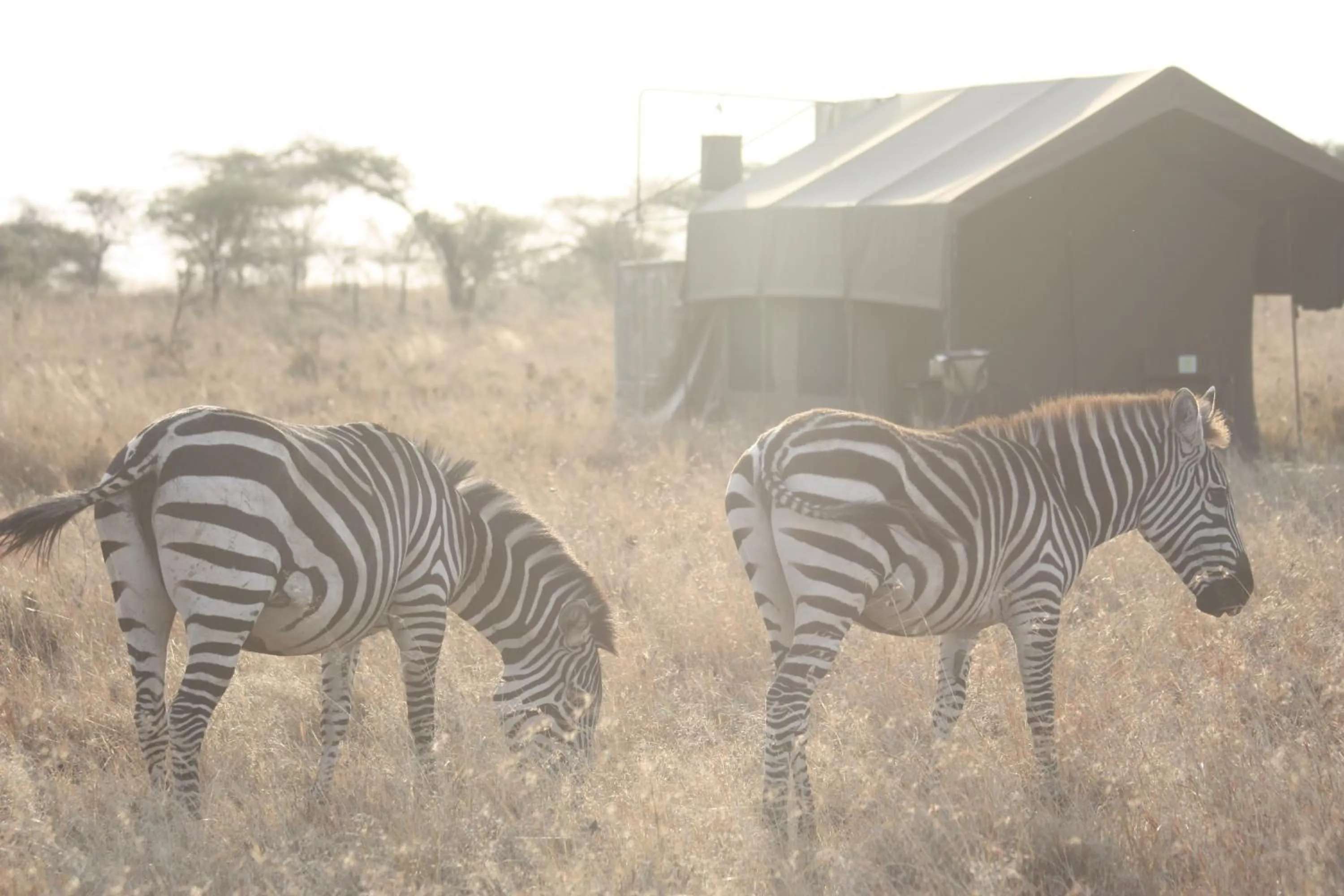 Animals in Kananga Special Tented Camp