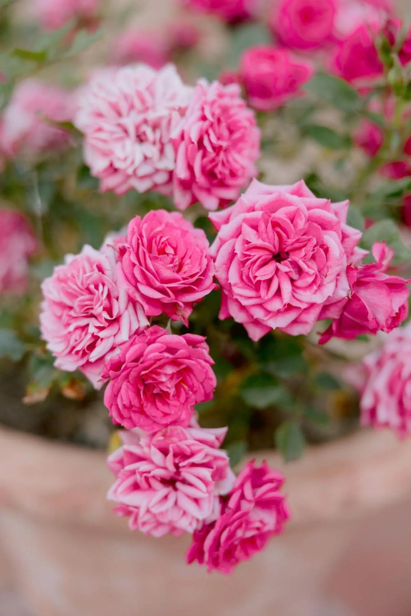 Garden view in Borgo Sant'Ambrogio - Resort