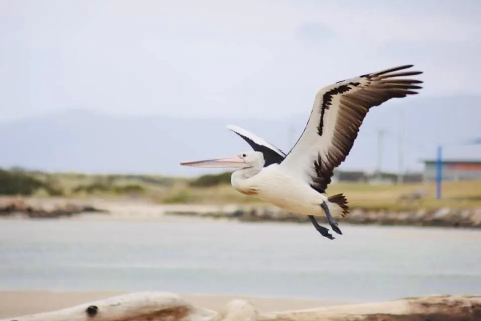 Day in Pelican Sands Scamander