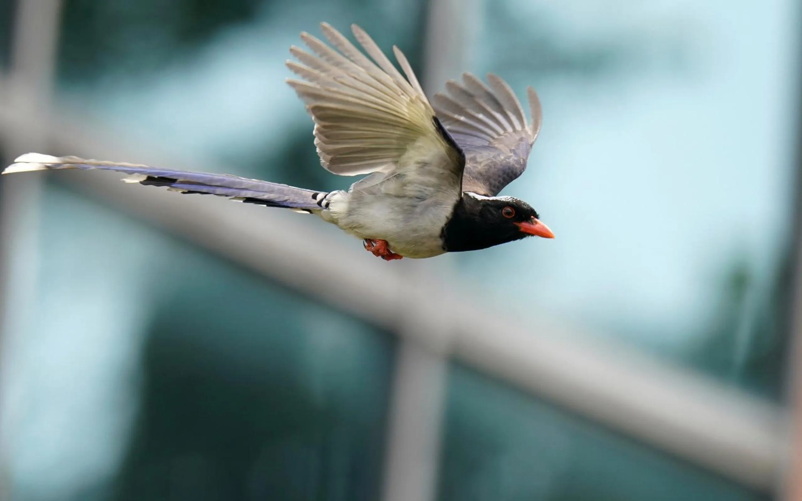 Animals in City Hotel Xiamen