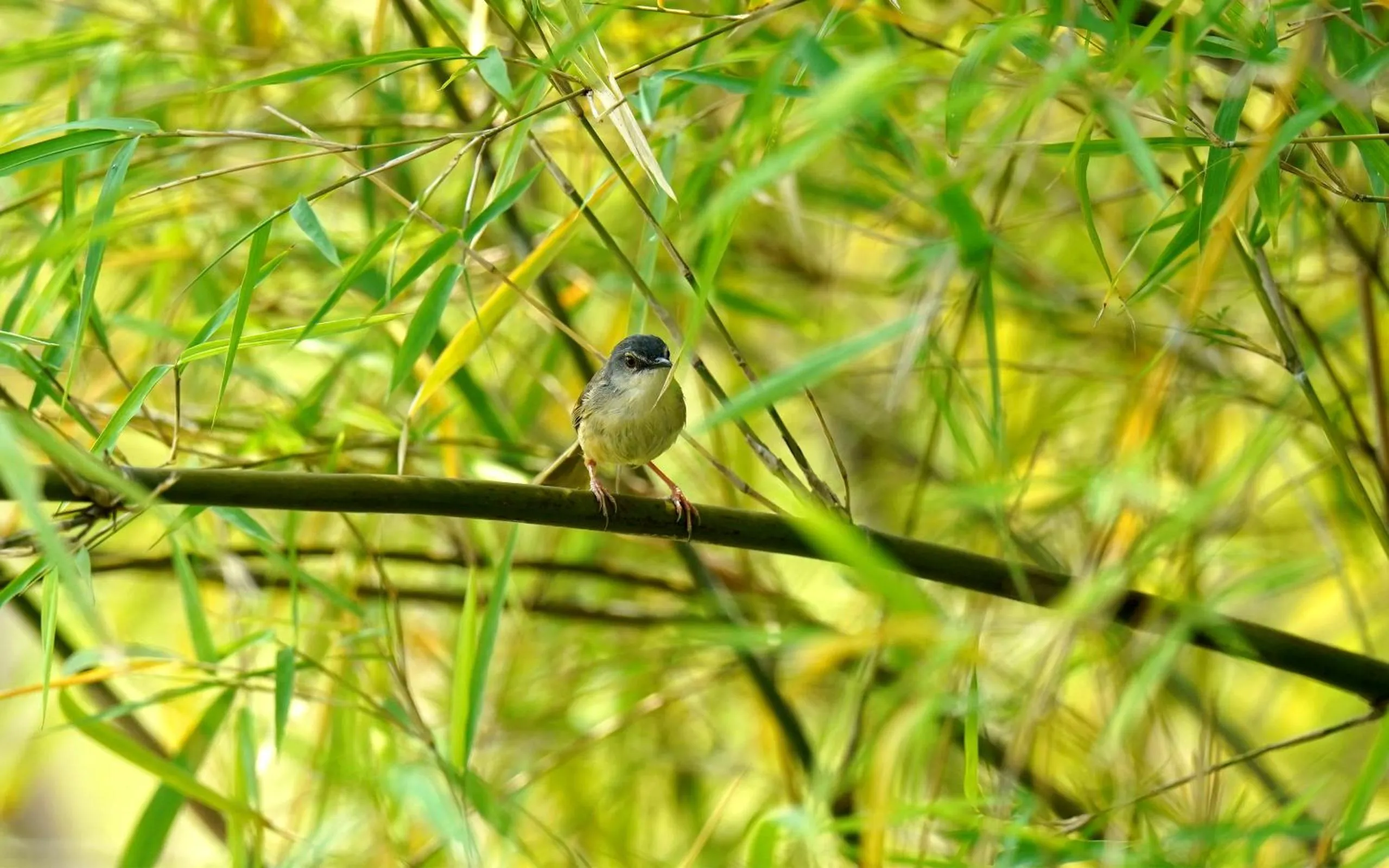 Animals in City Hotel Xiamen