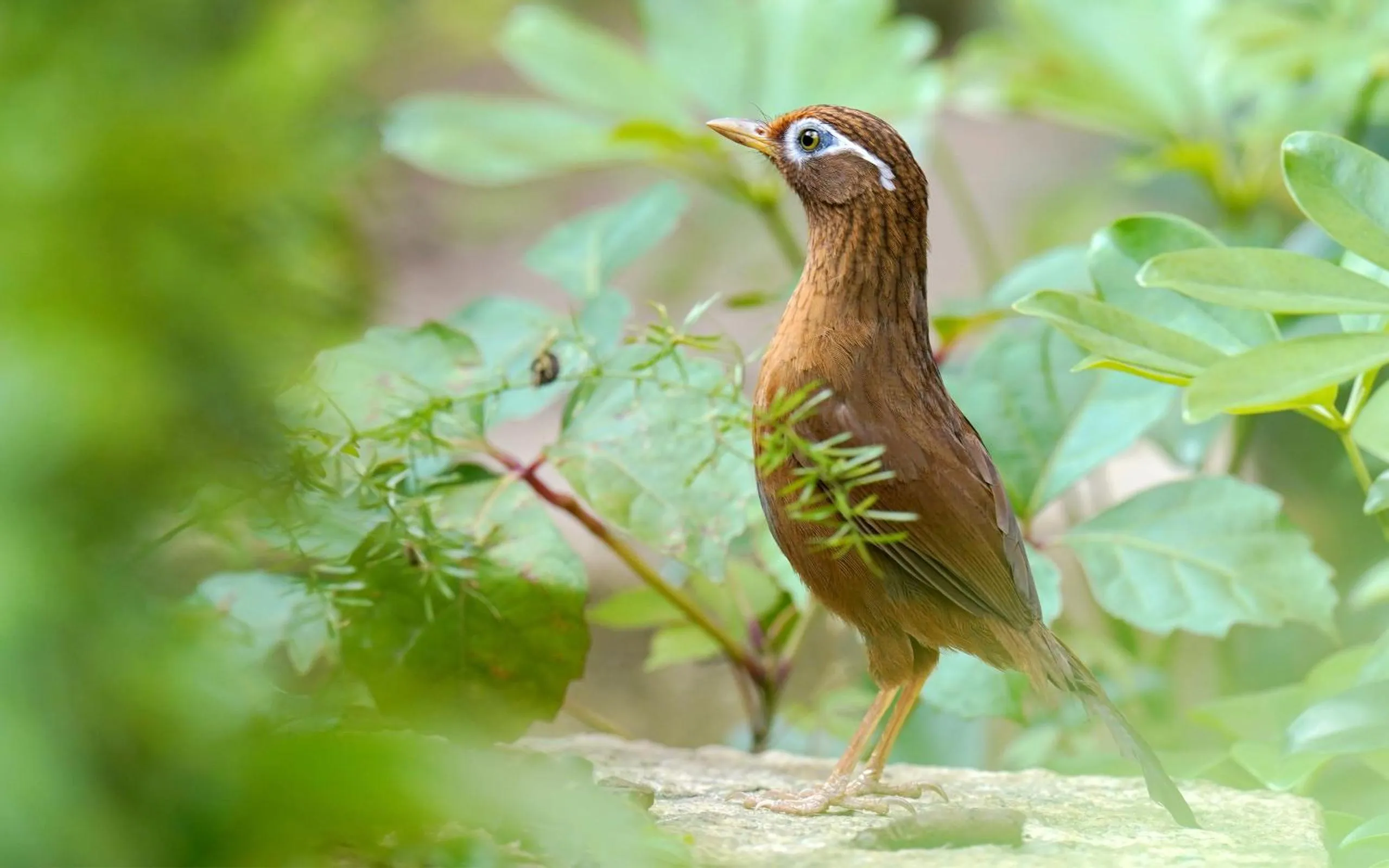 Animals in City Hotel Xiamen