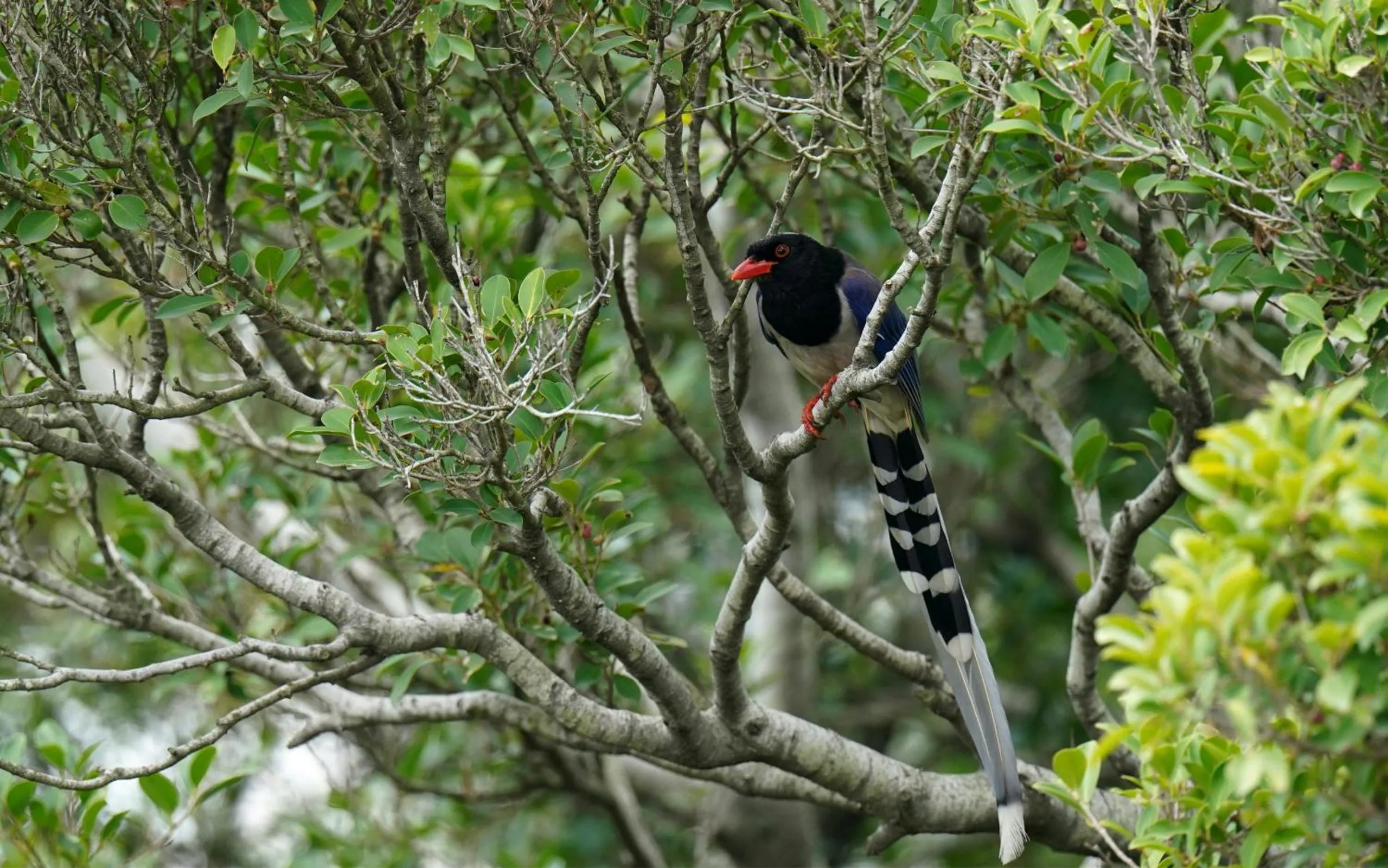Animals in City Hotel Xiamen