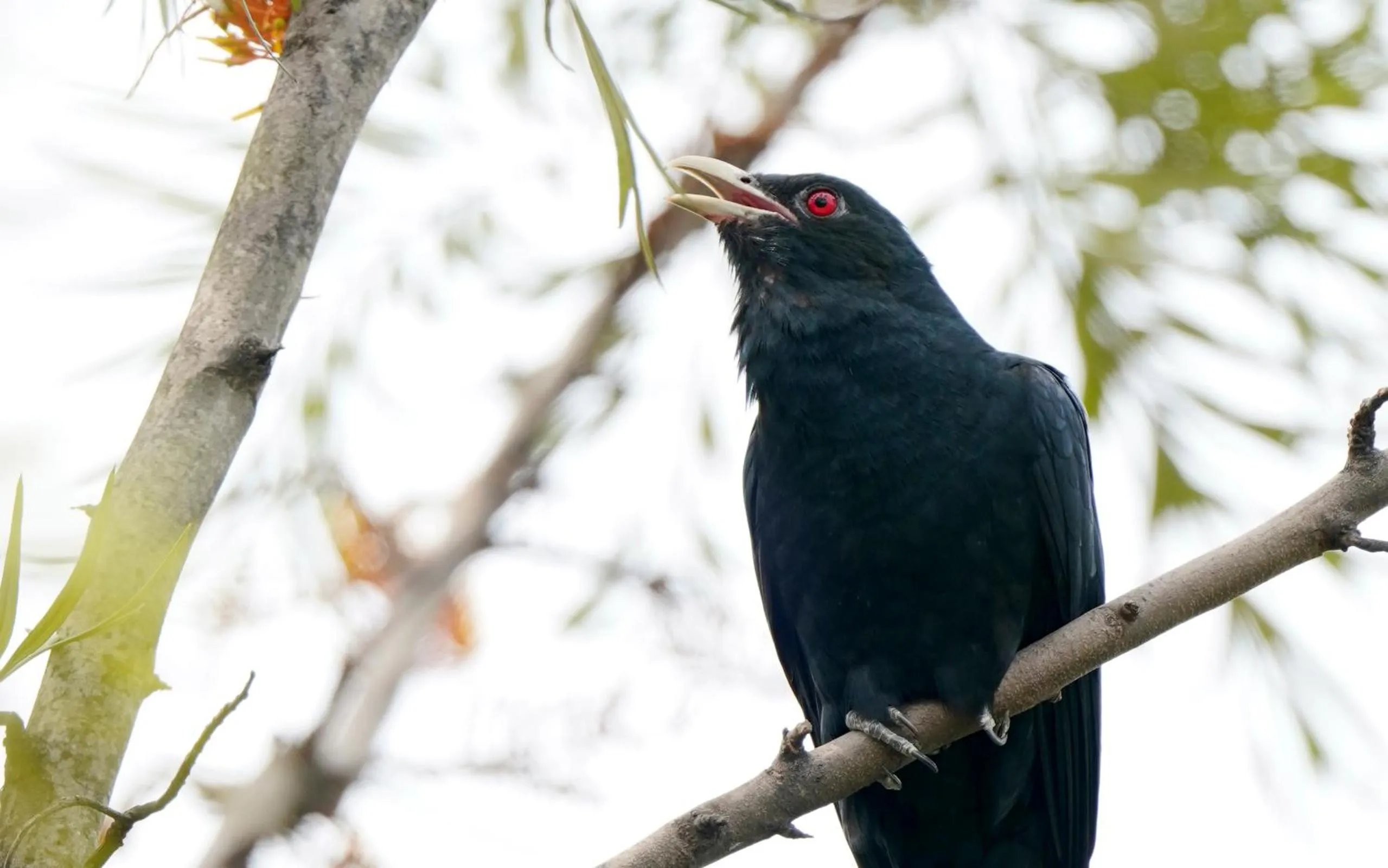 Animals in City Hotel Xiamen