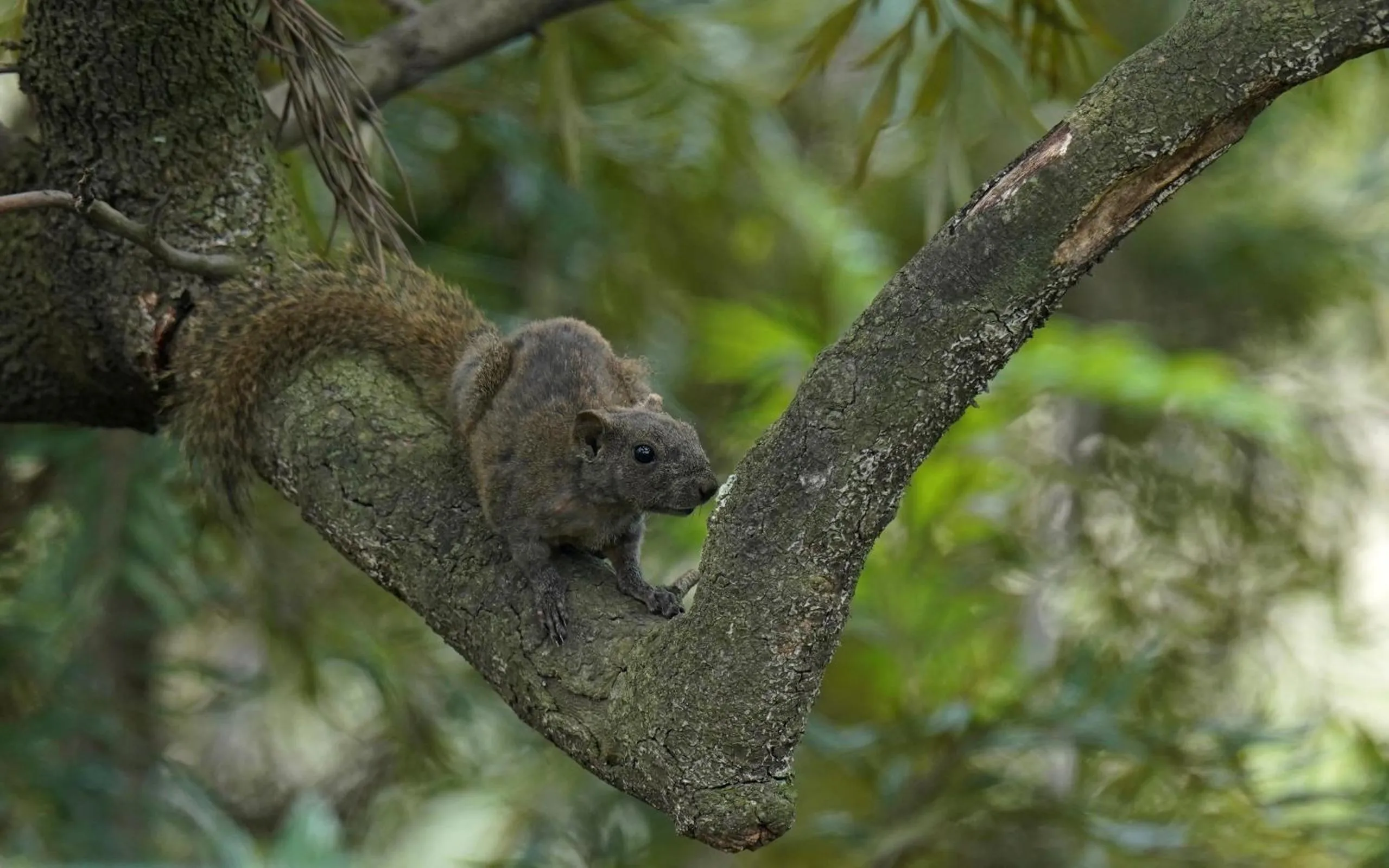 Animals in City Hotel Xiamen