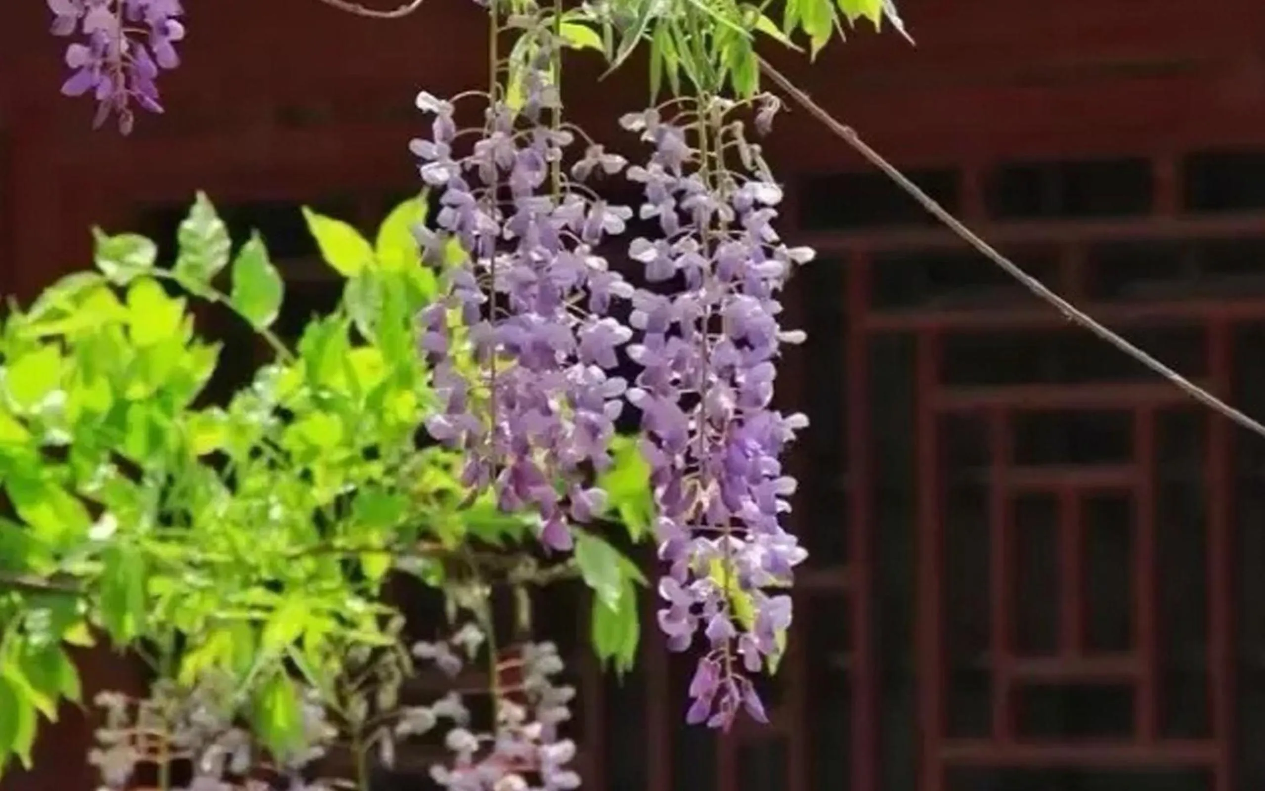 Garden view in City Hotel Xiamen