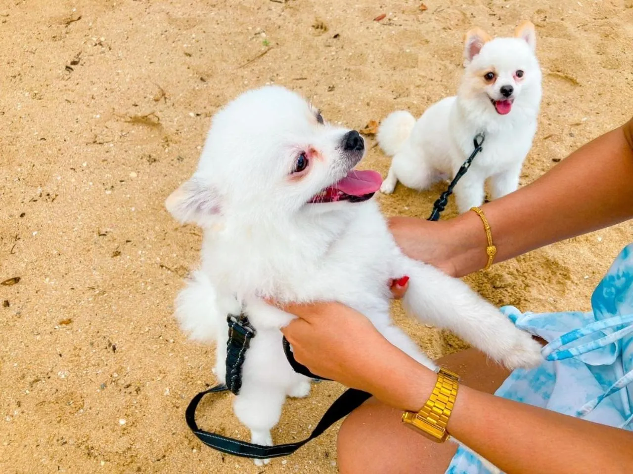 Pets in Margarita Beach