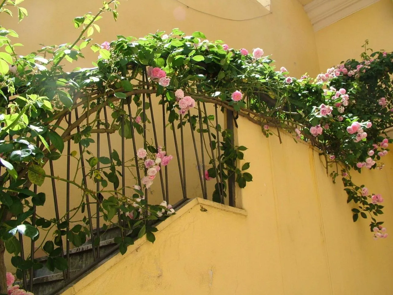 B&B Maison Rosetta IUN-E4948