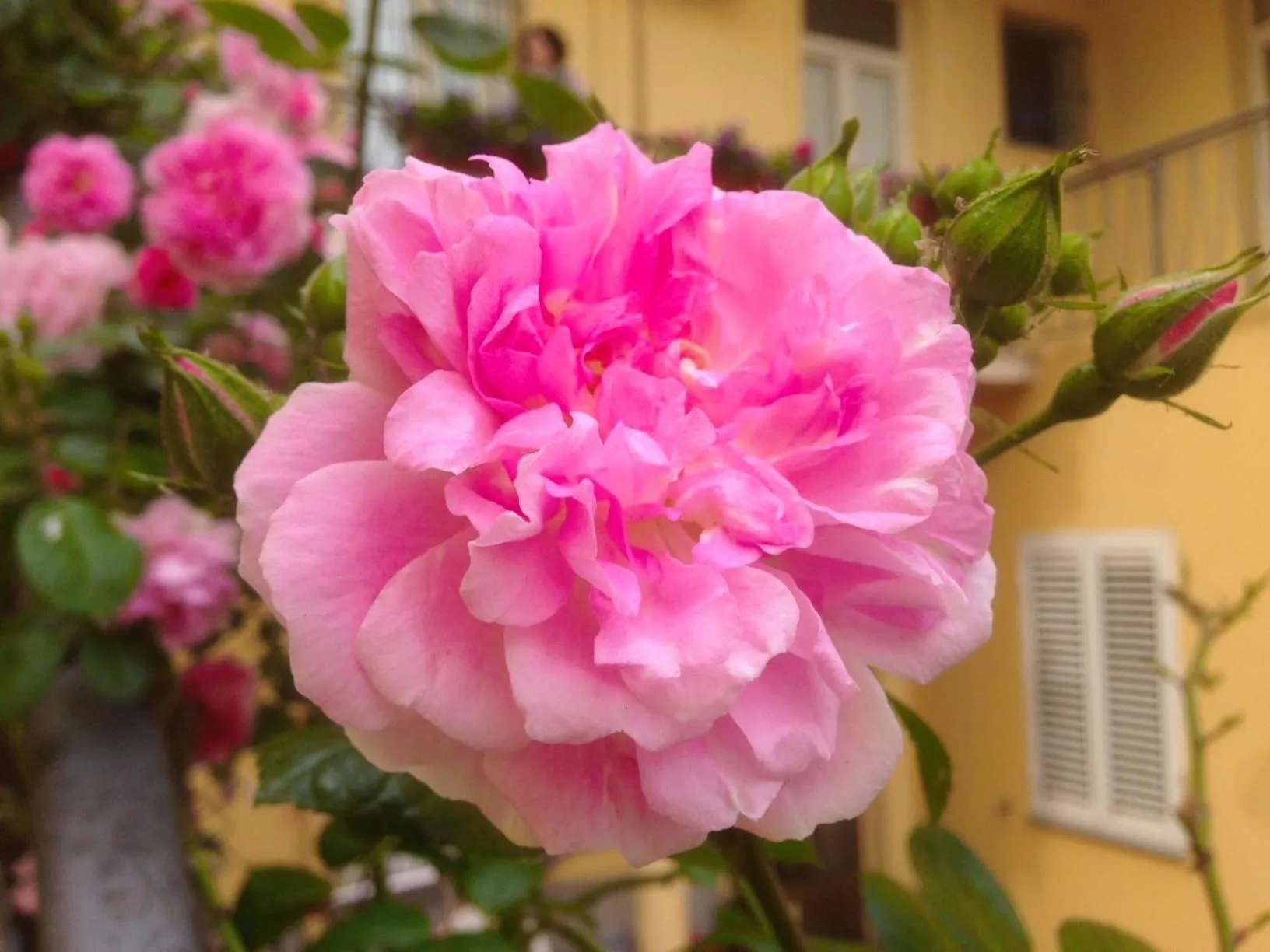 B&B Maison Rosetta IUN-E4948