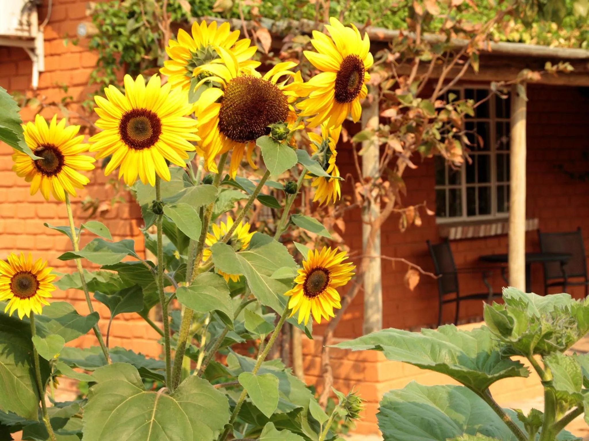 Garden in Gondwana Damara Mopane Lodge