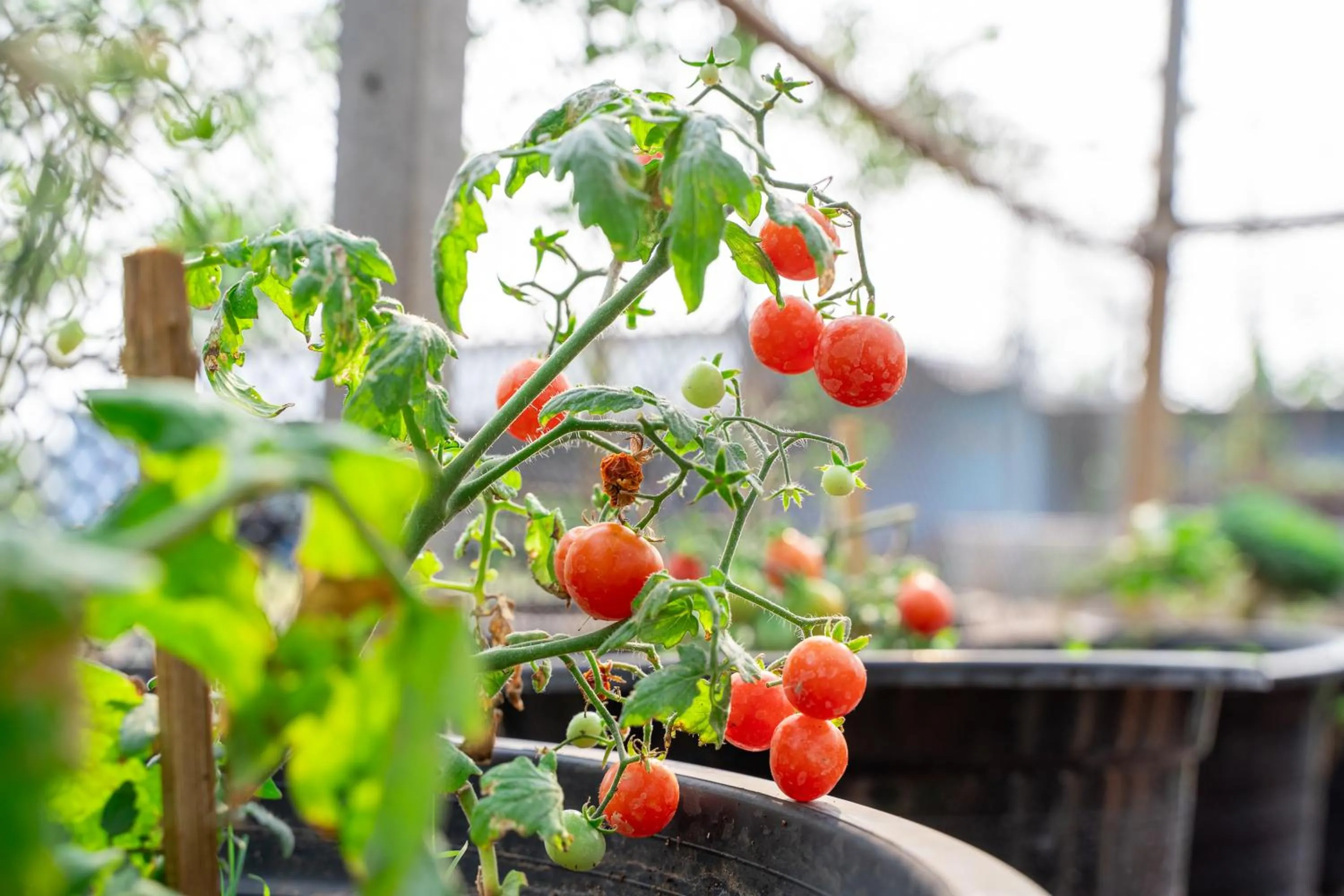 Day in Narucha Farmstay