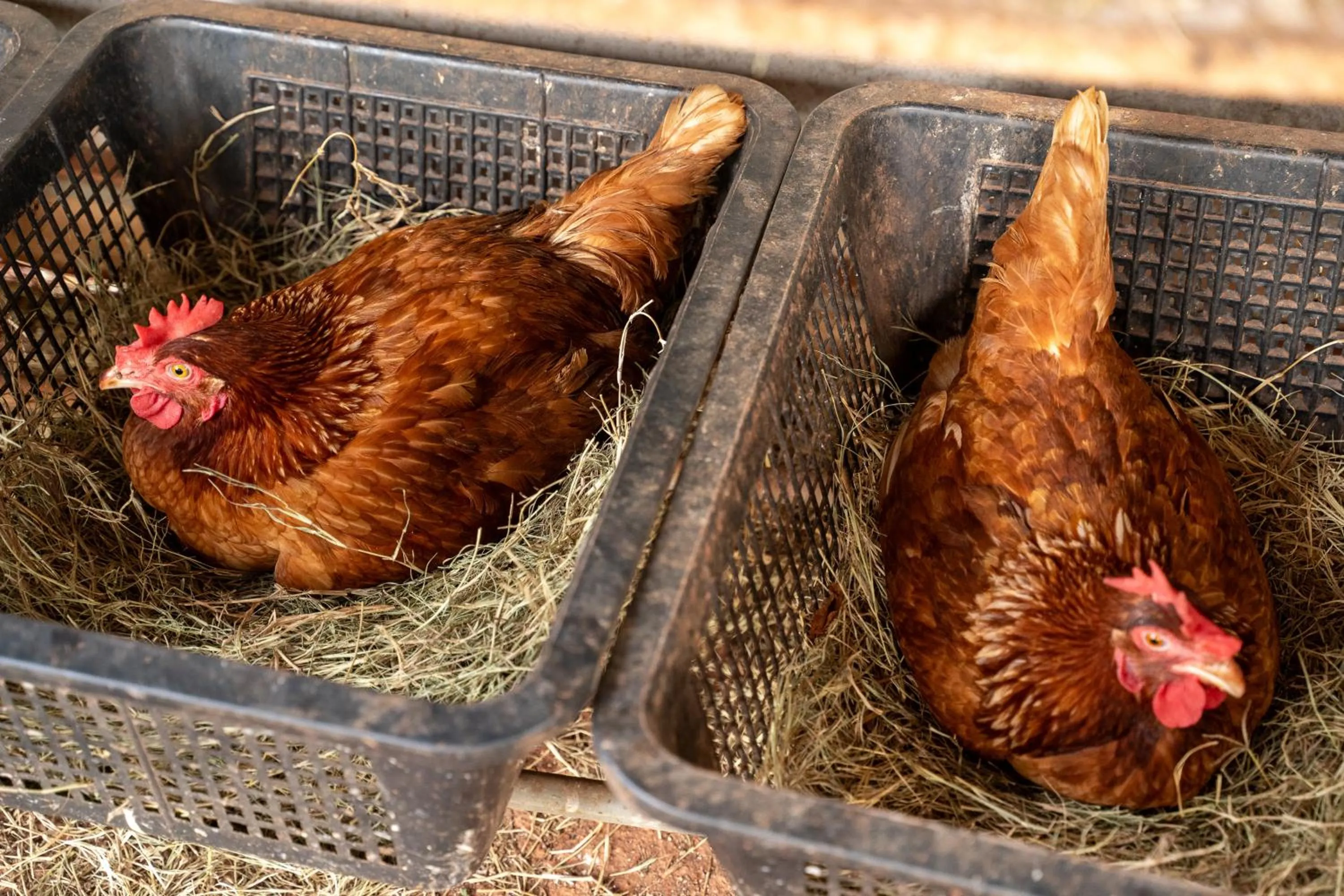 Animals in Narucha Farmstay