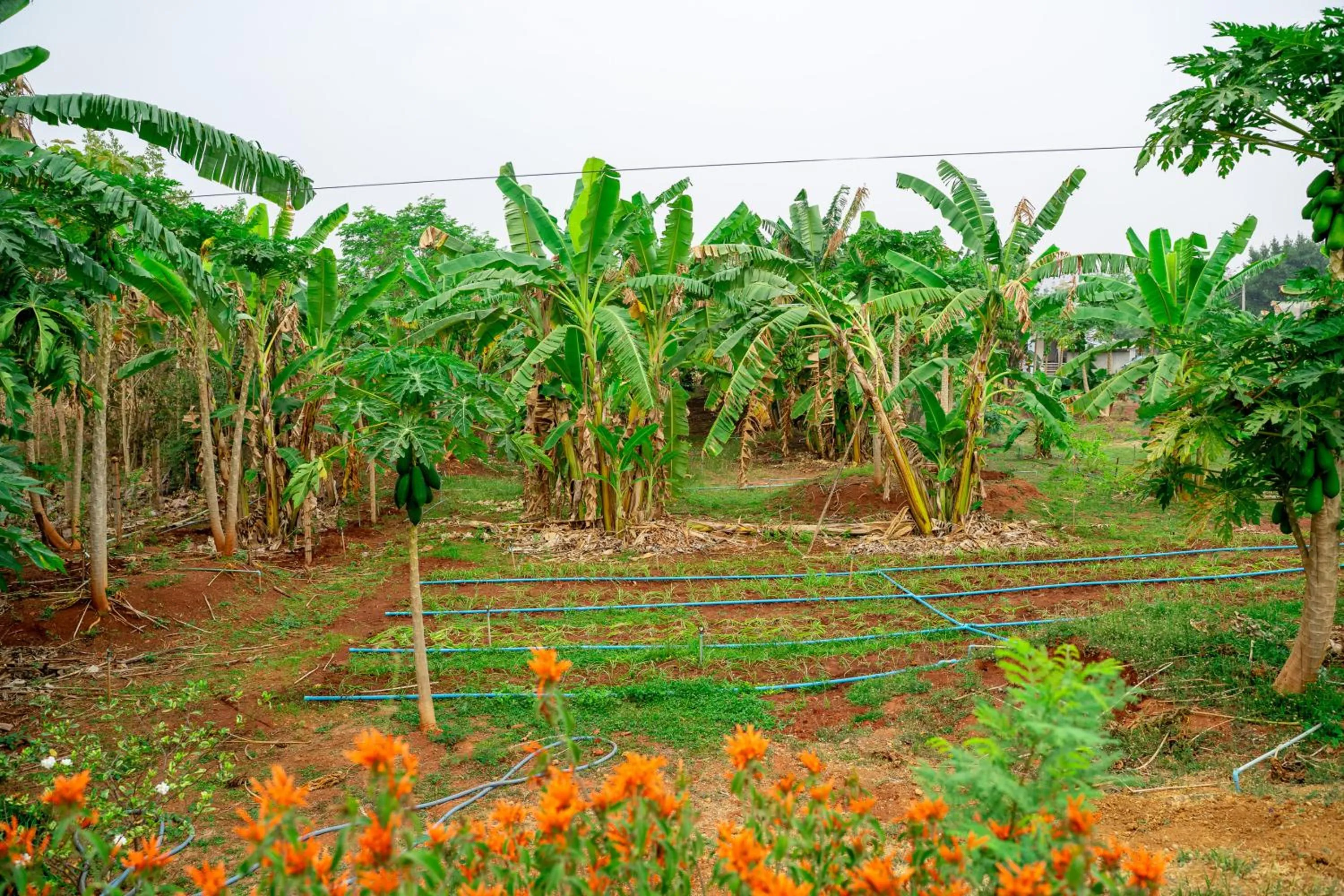 Natural landscape in Narucha Farmstay