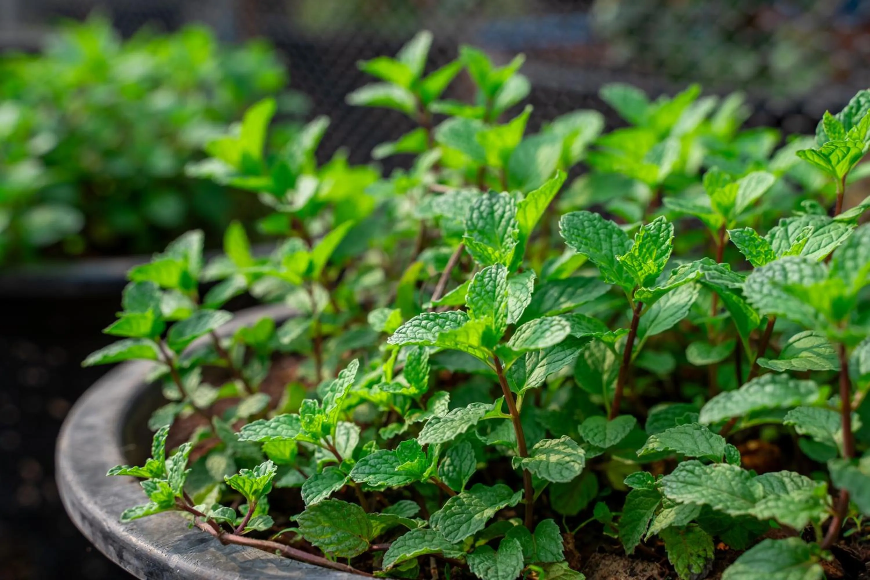 Day in Narucha Farmstay