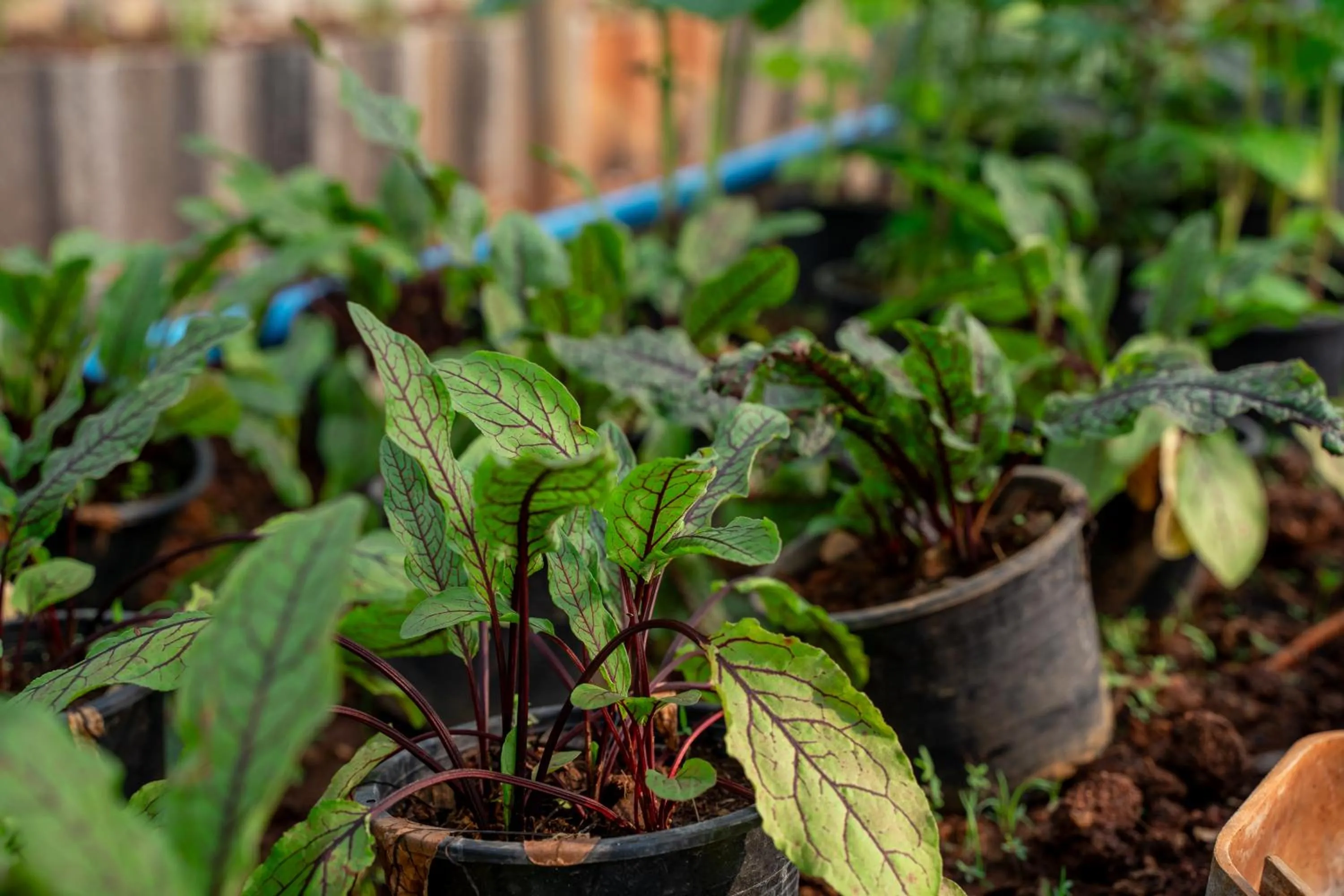 Garden in Narucha Farmstay