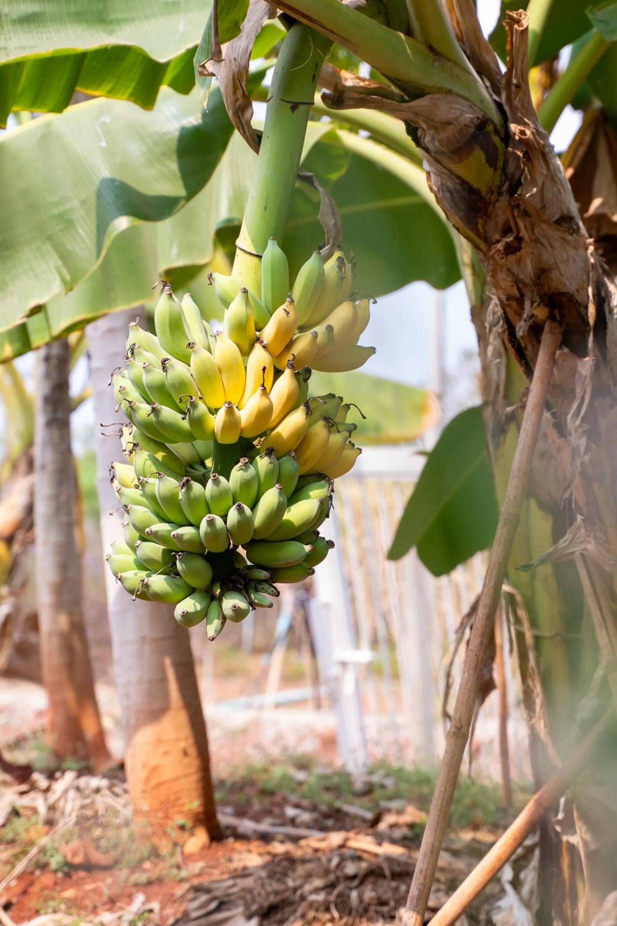 Garden in Narucha Farmstay