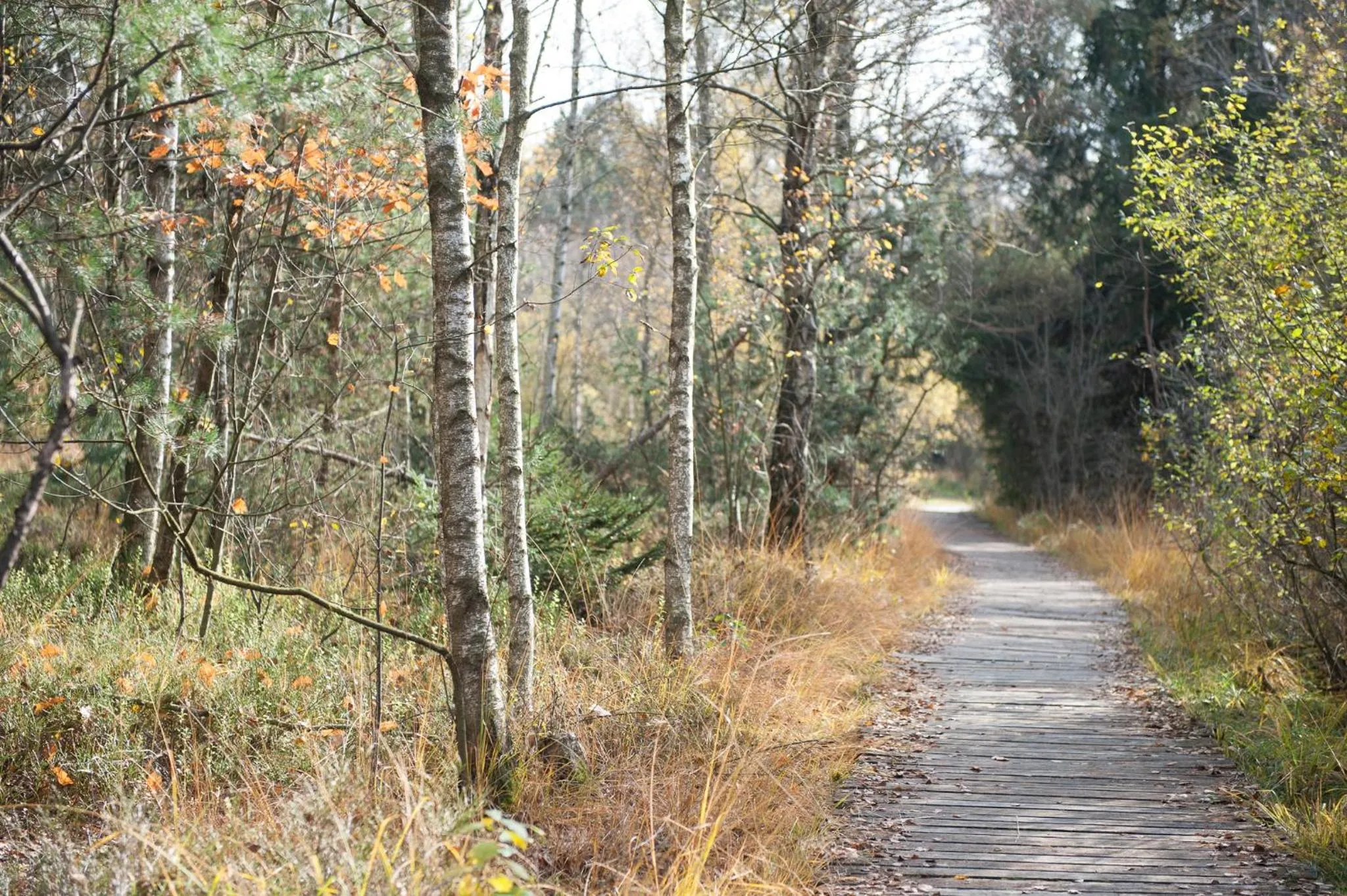 Natural landscape in Gasthof Adler