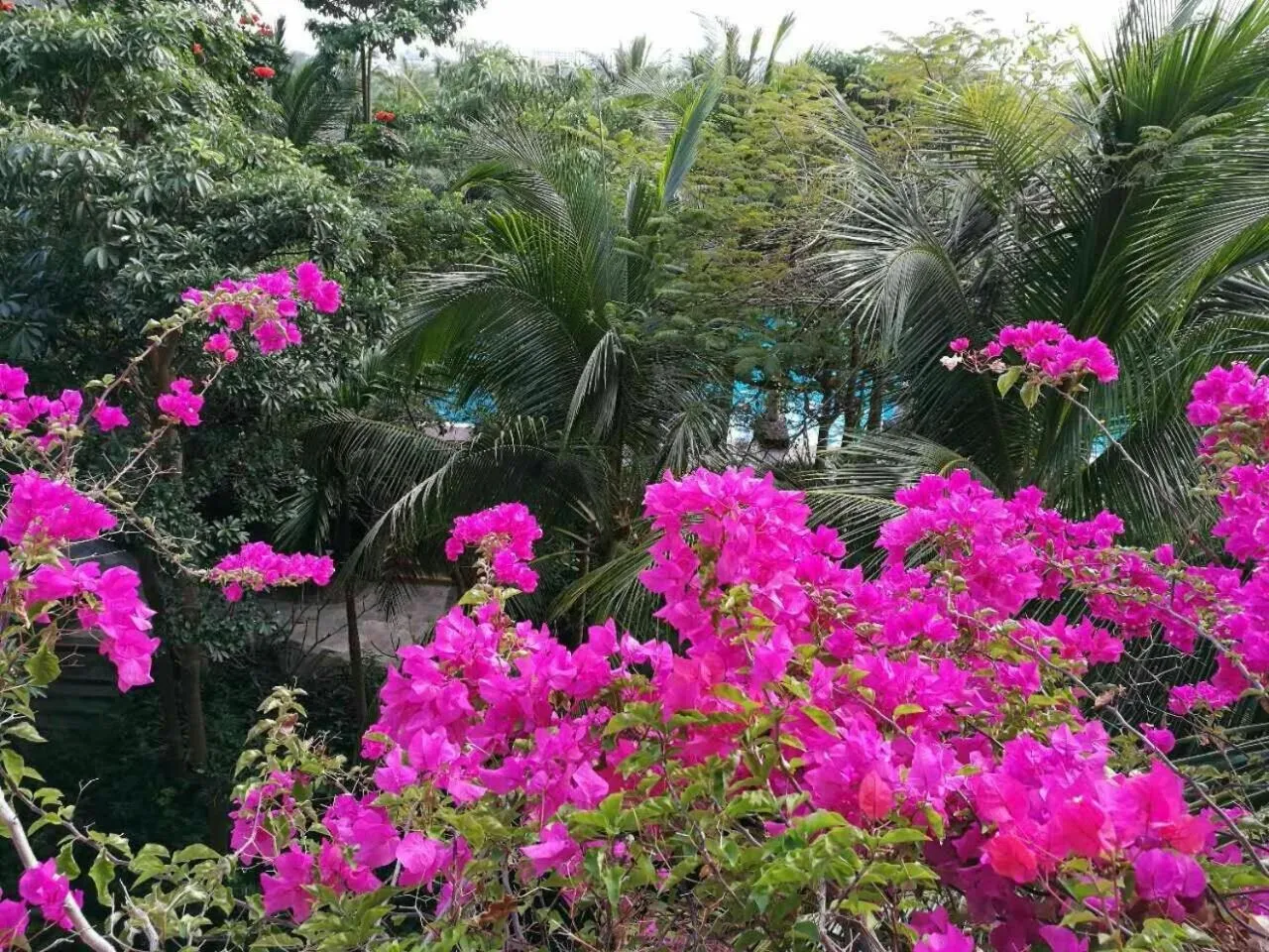 Garden view in Stony Brook Villa Jianguo Resort Sanya