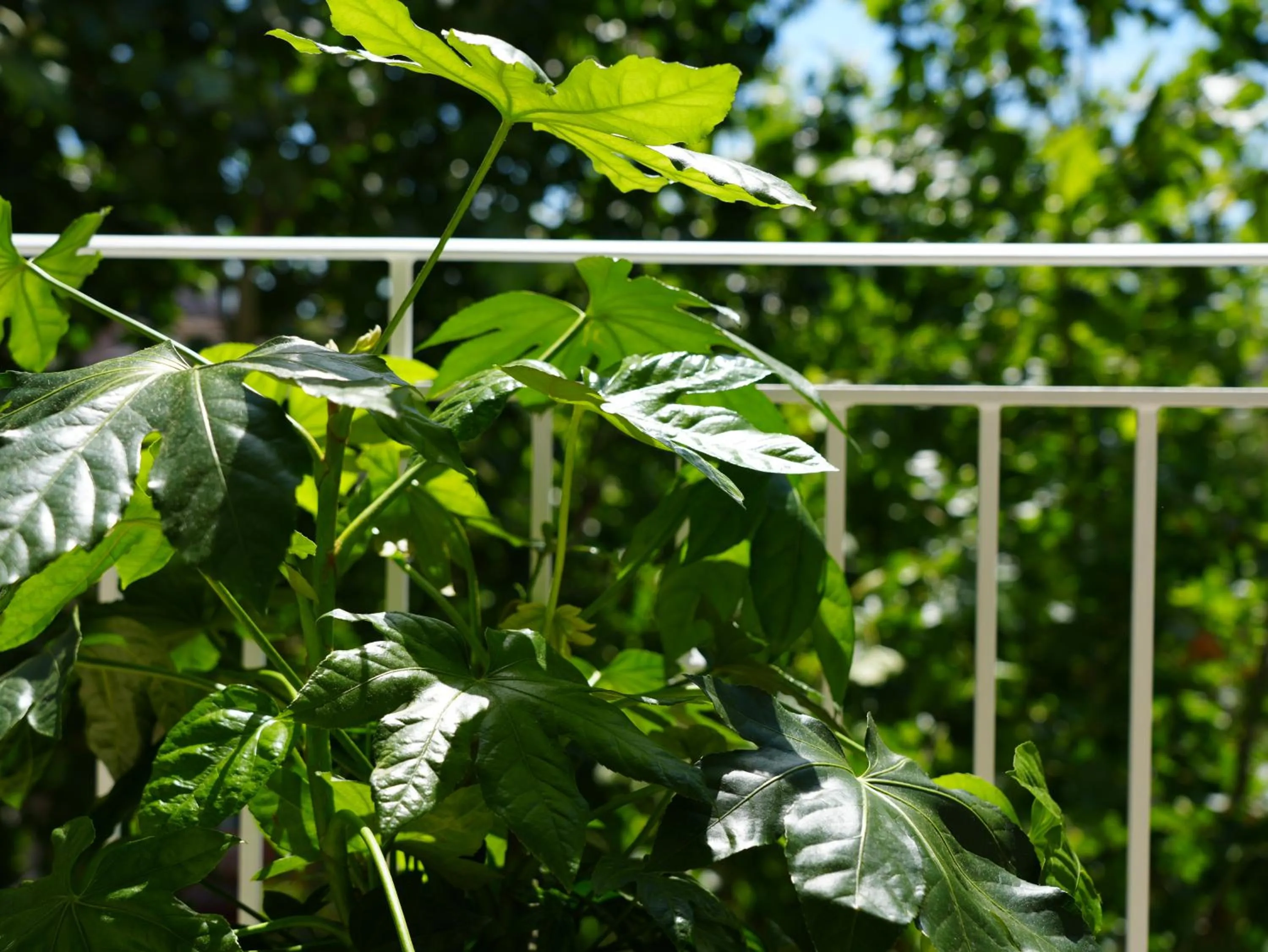 Balcony/Terrace in Hotel Regal