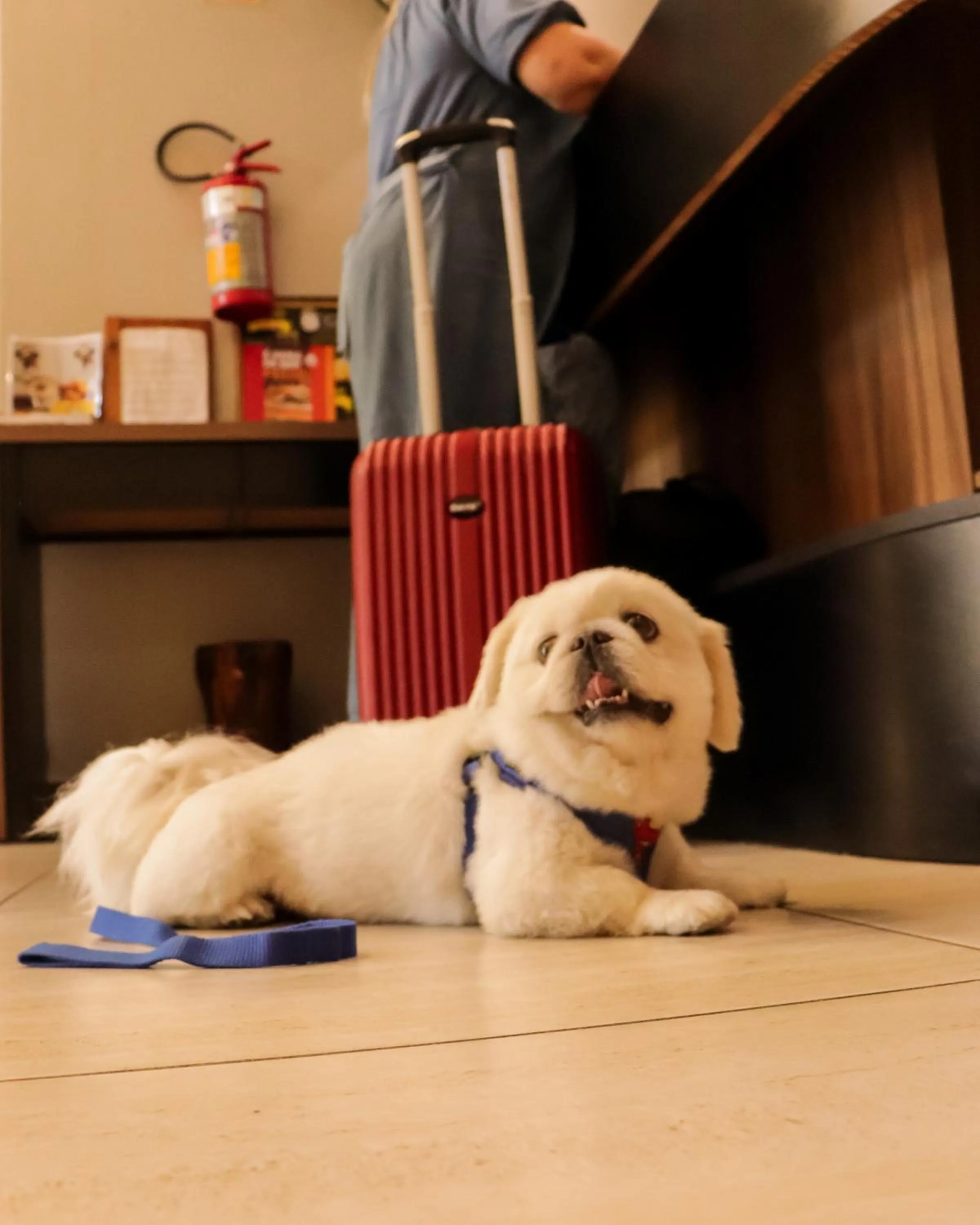 Pets in Hotel Caminhos da Serra