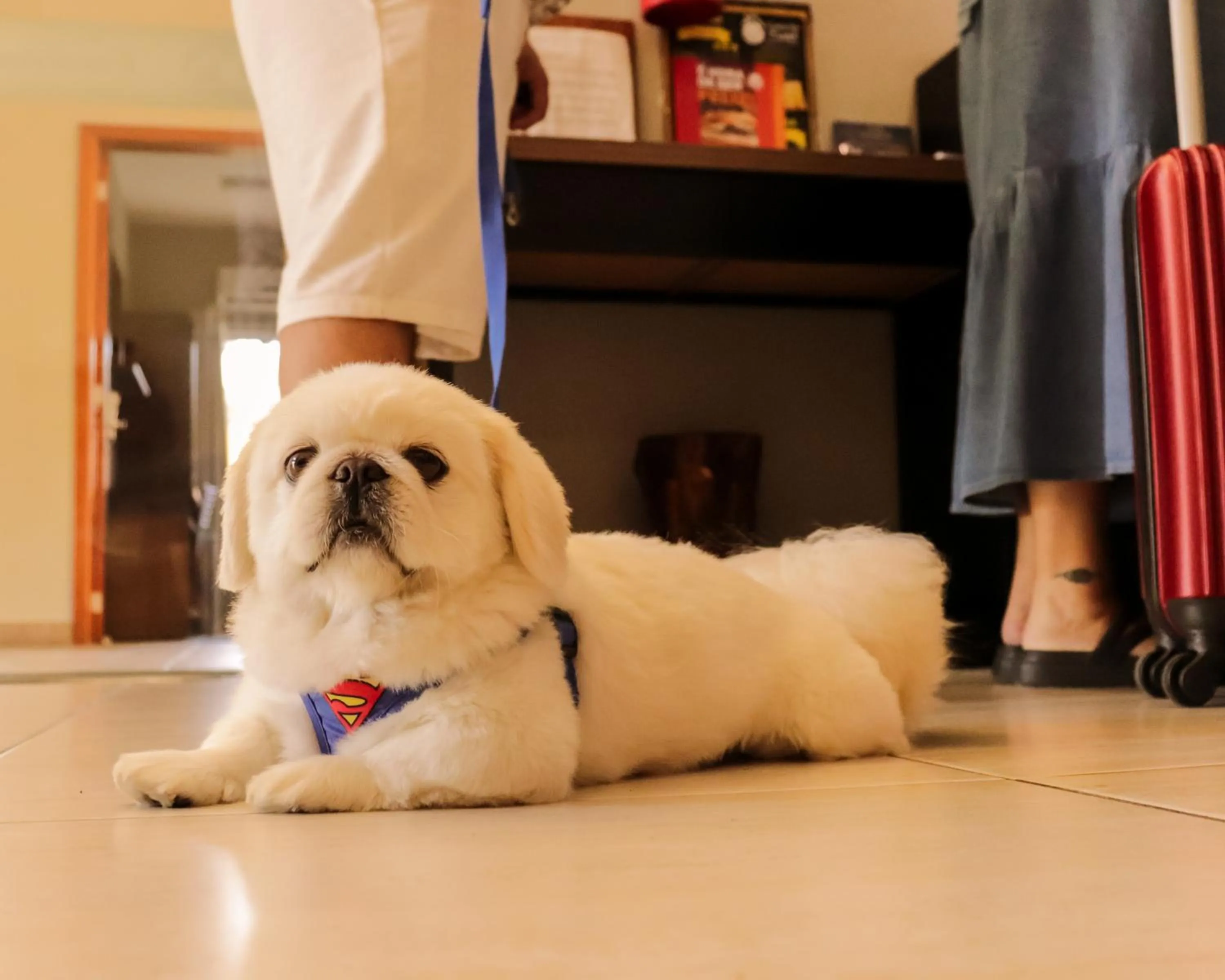 Pets in Hotel Caminhos da Serra