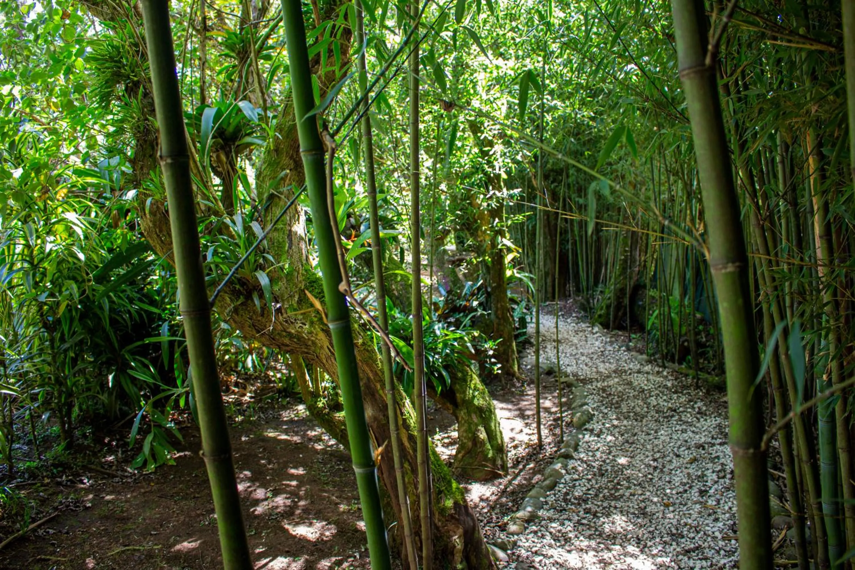 Garden in Hotel Holístico Monteverde