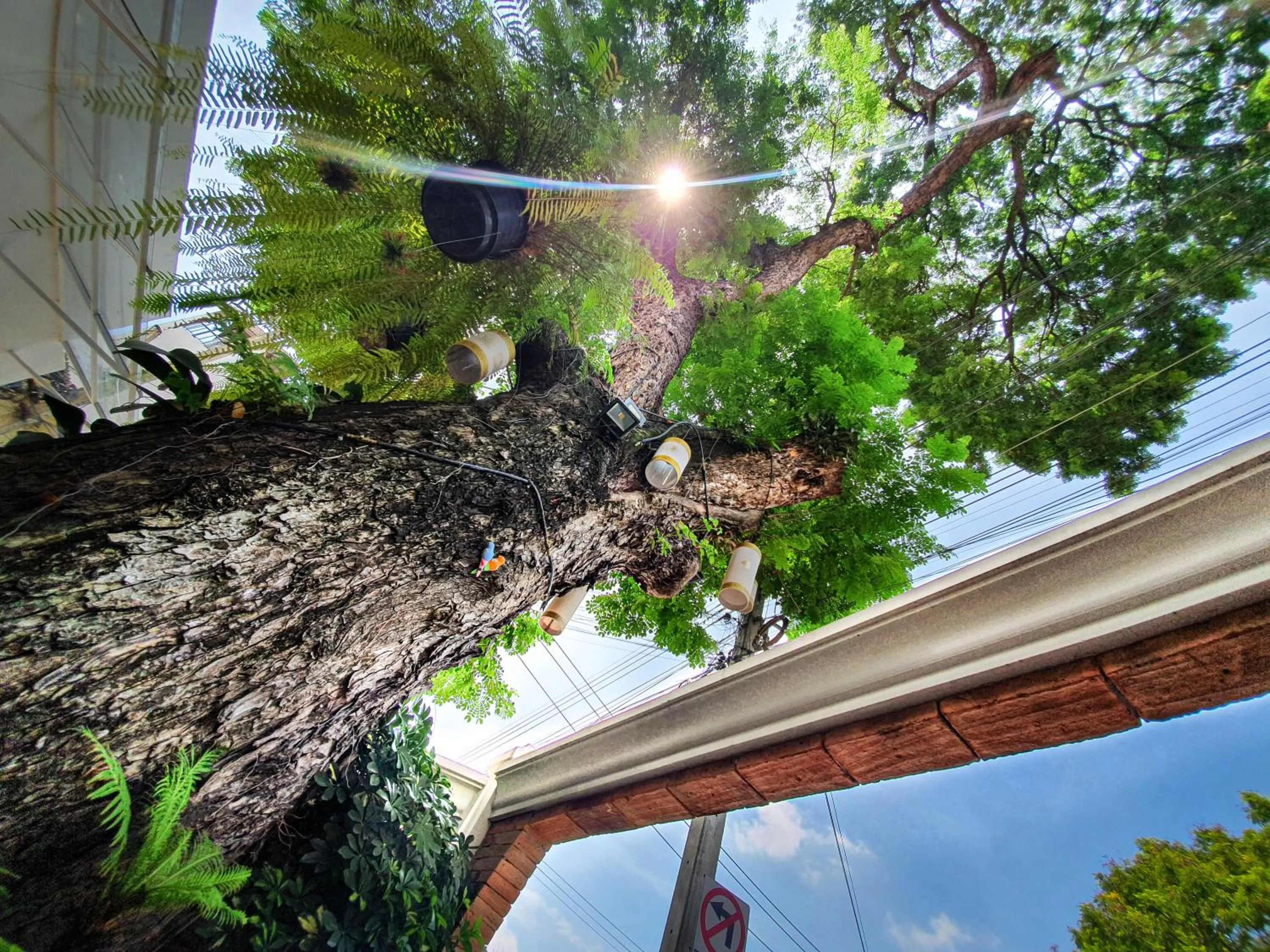 Garden in Big Tree Old Town Hotel
