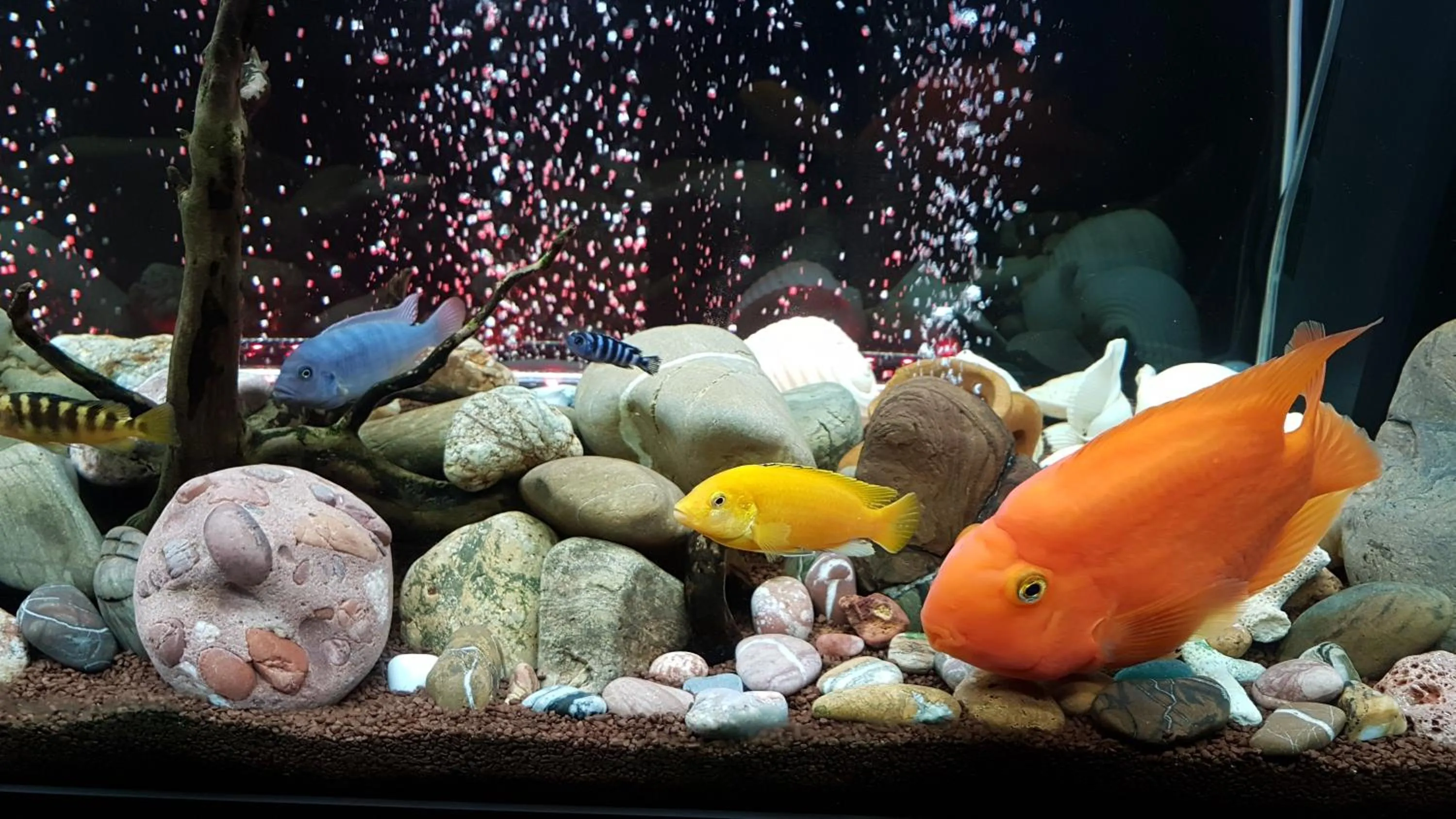 Communal lounge/ TV room in RomAntic Dreams Guest House