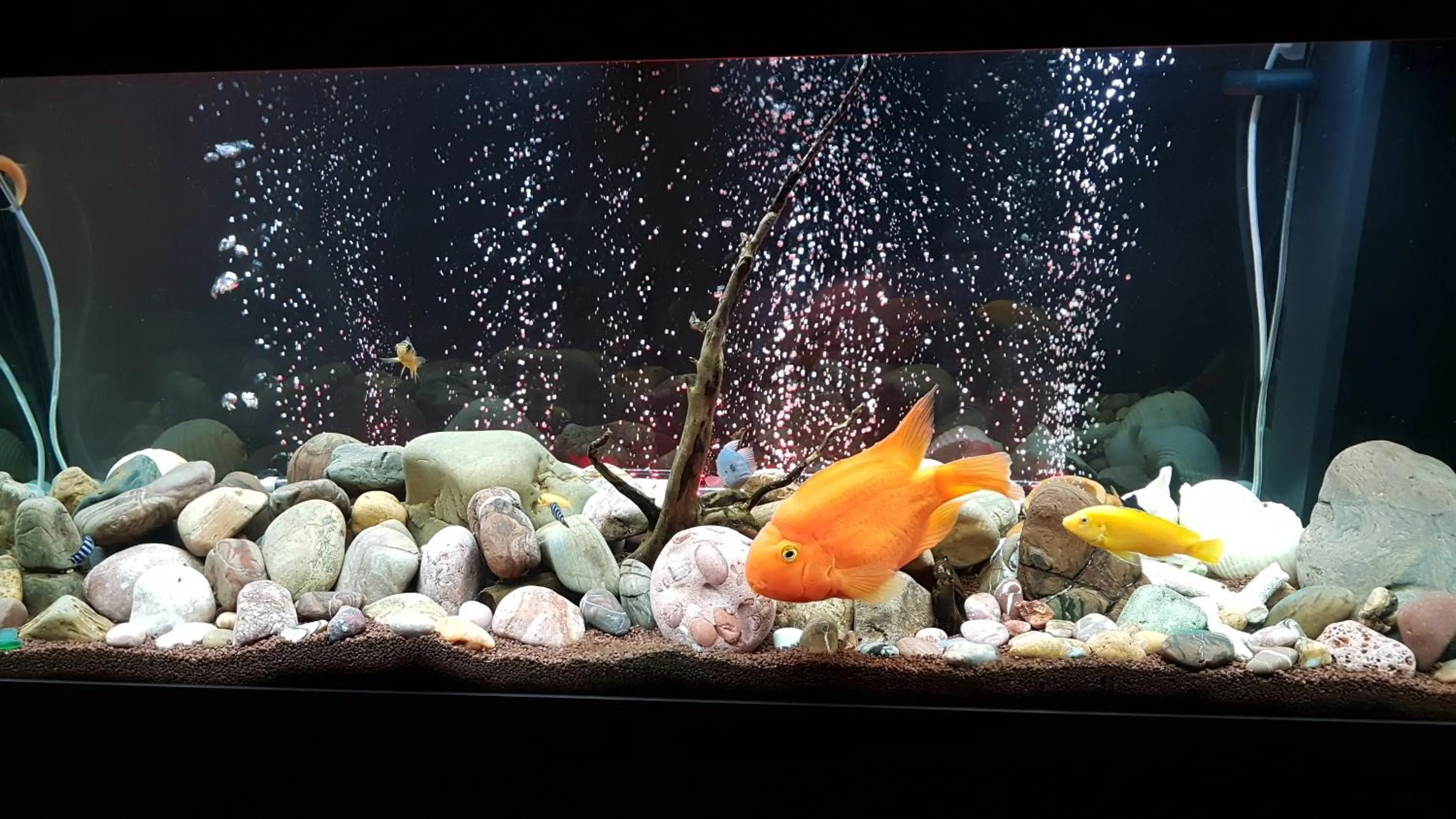 Communal lounge/ TV room in RomAntic Dreams Guest House