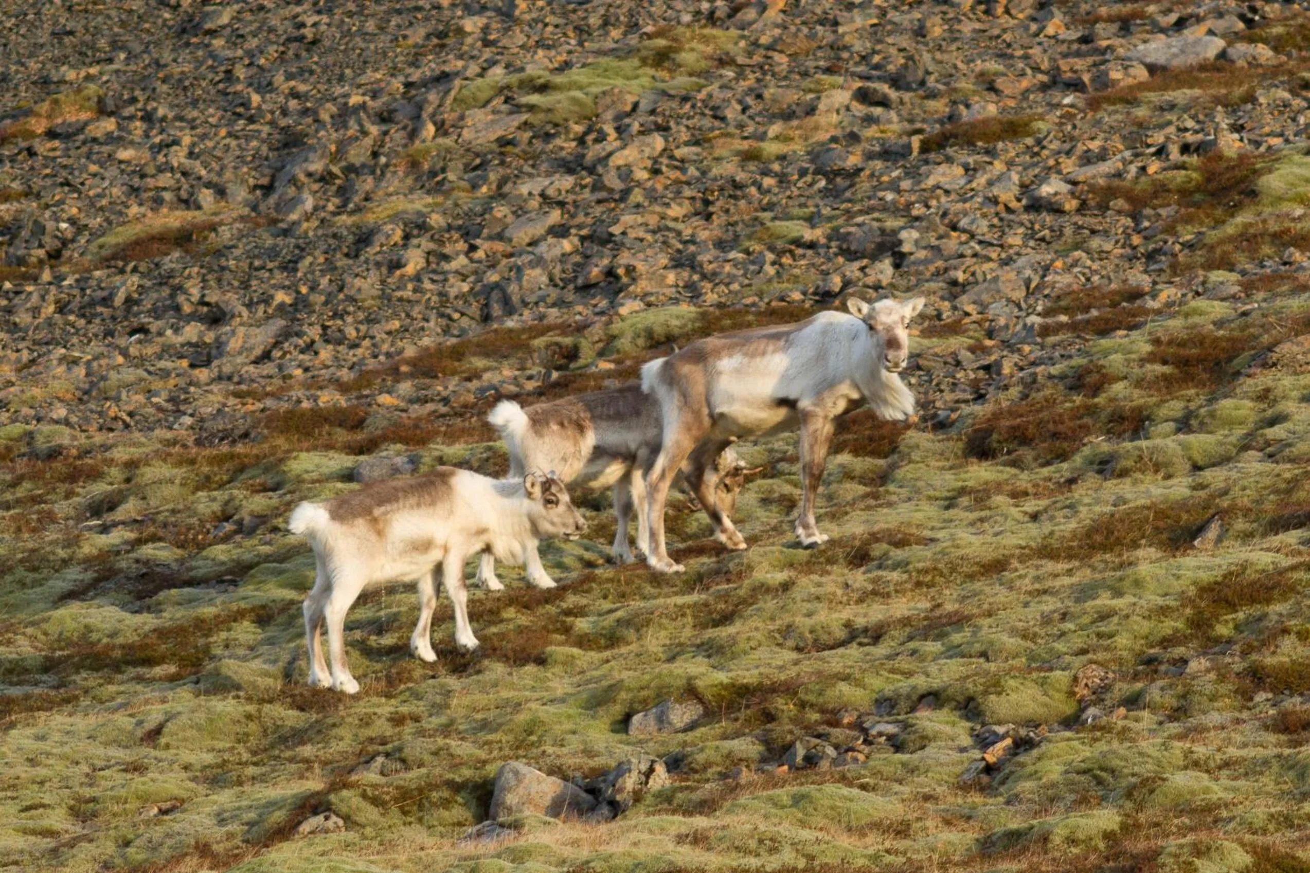 Animals in Apotek Guesthouse