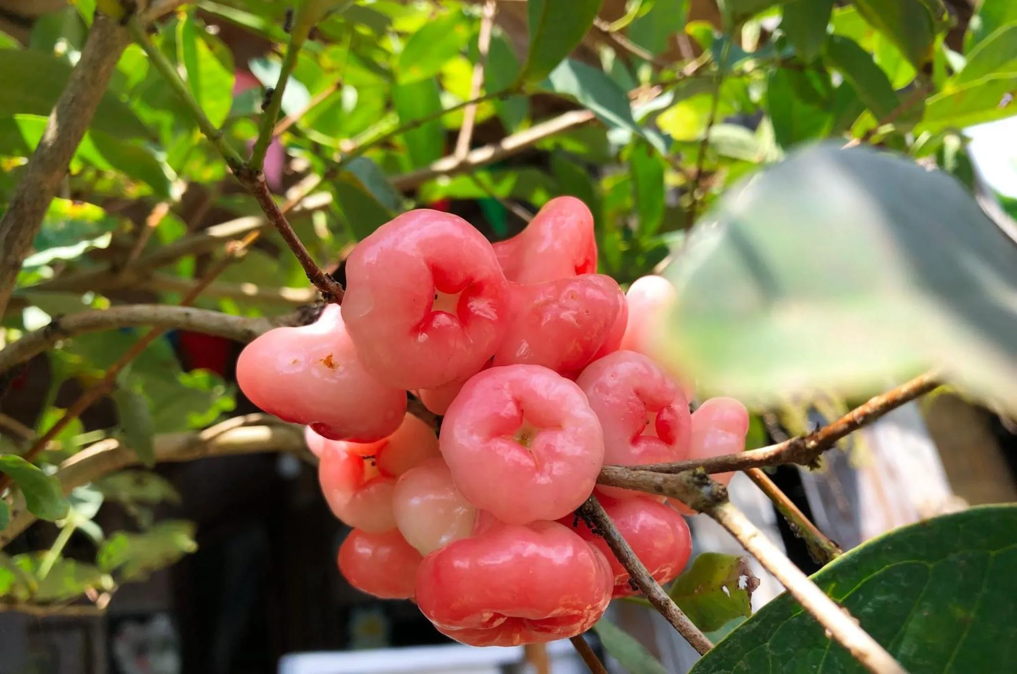 Garden in Villa JJ and Spa Ubud