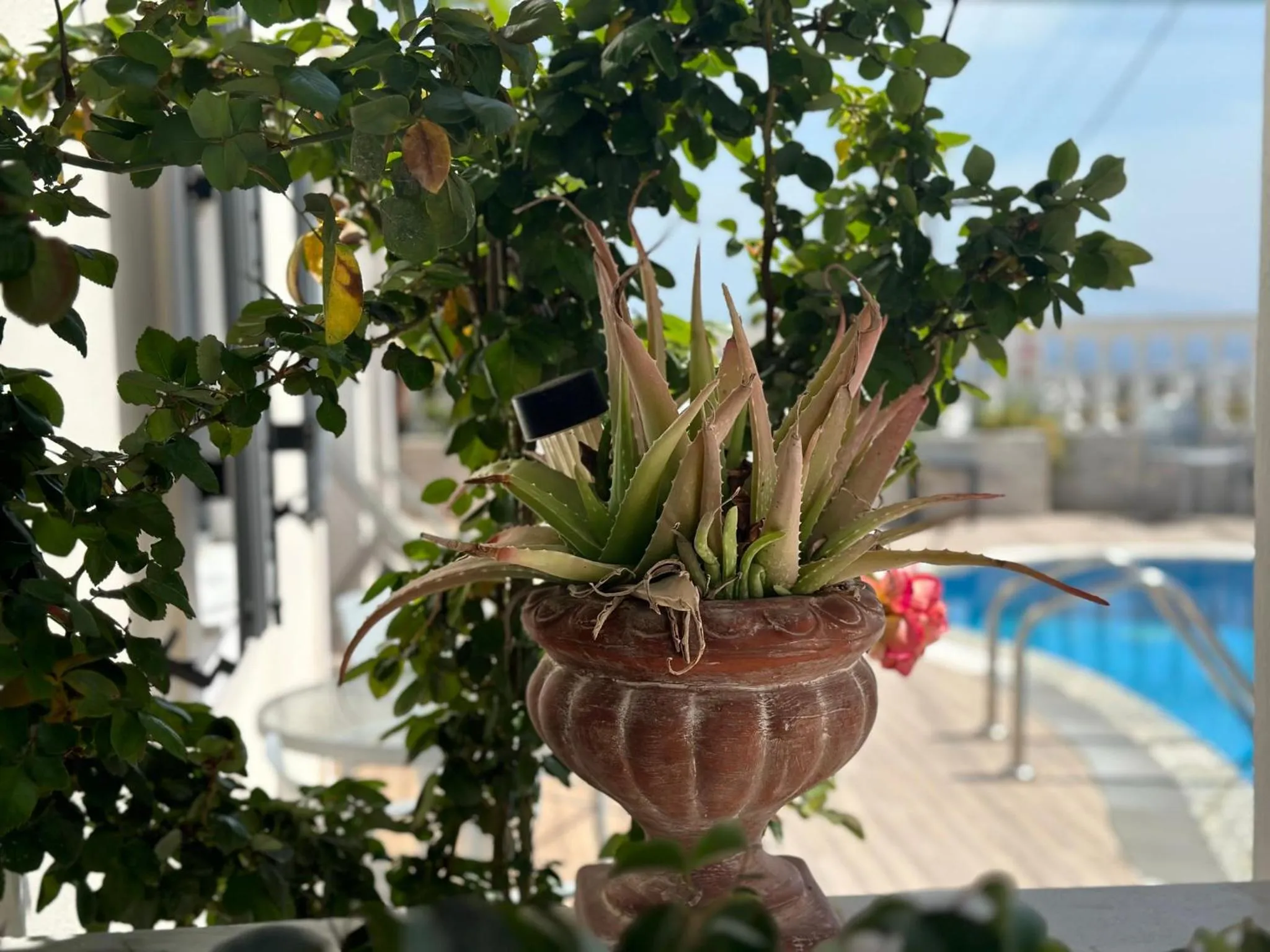 Garden view in Phoenix