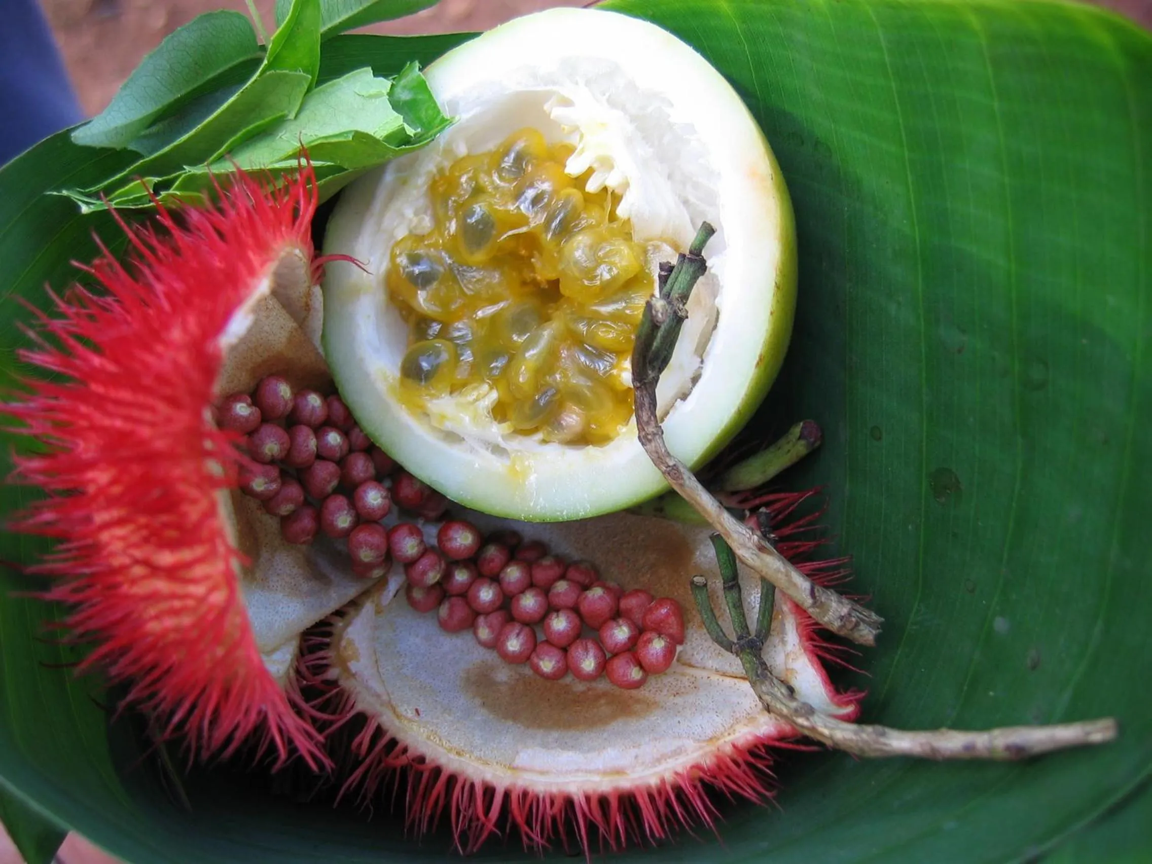 Food in Kimte Beach Lodge