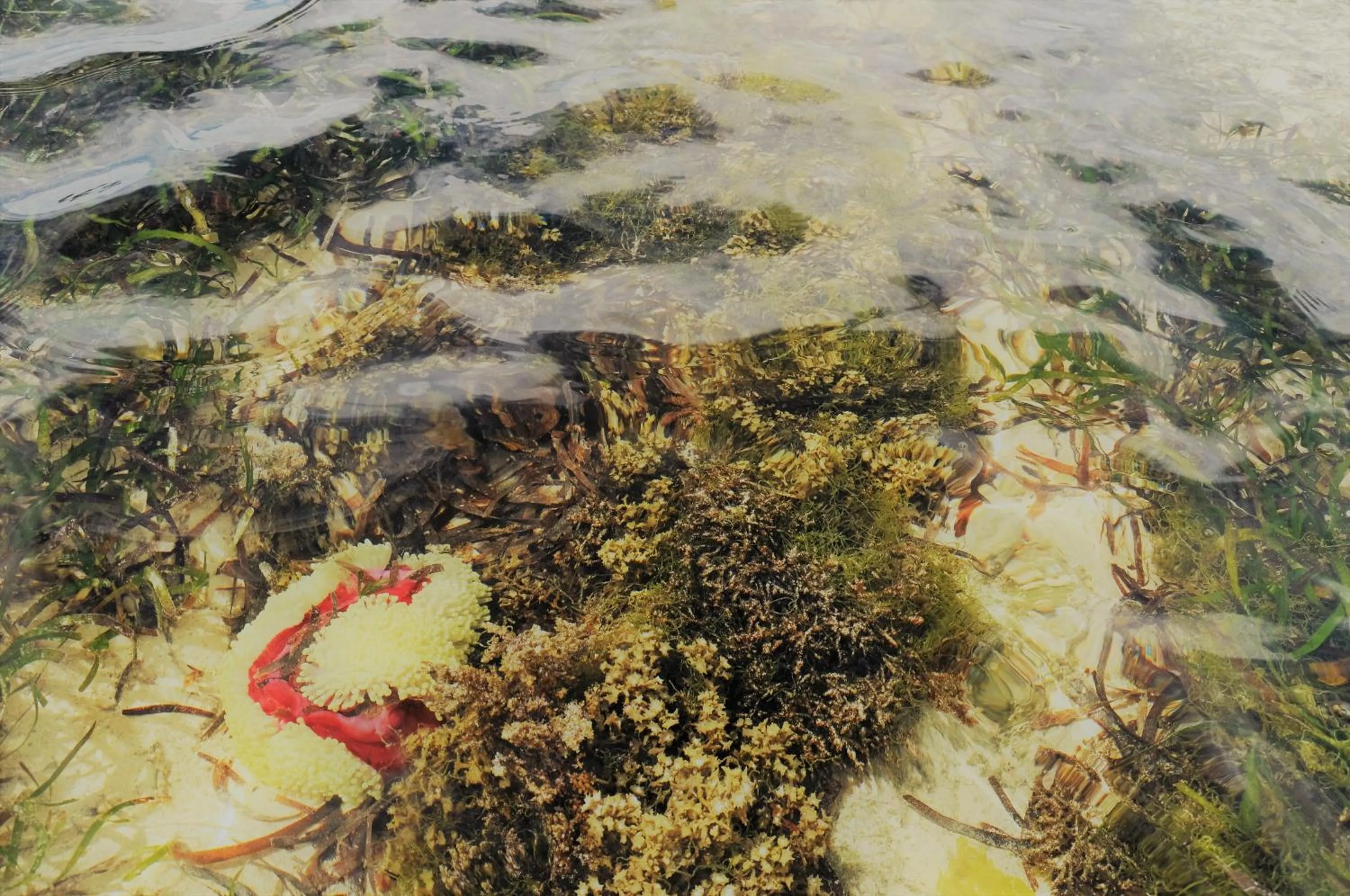Snorkeling in Kimte Beach Lodge