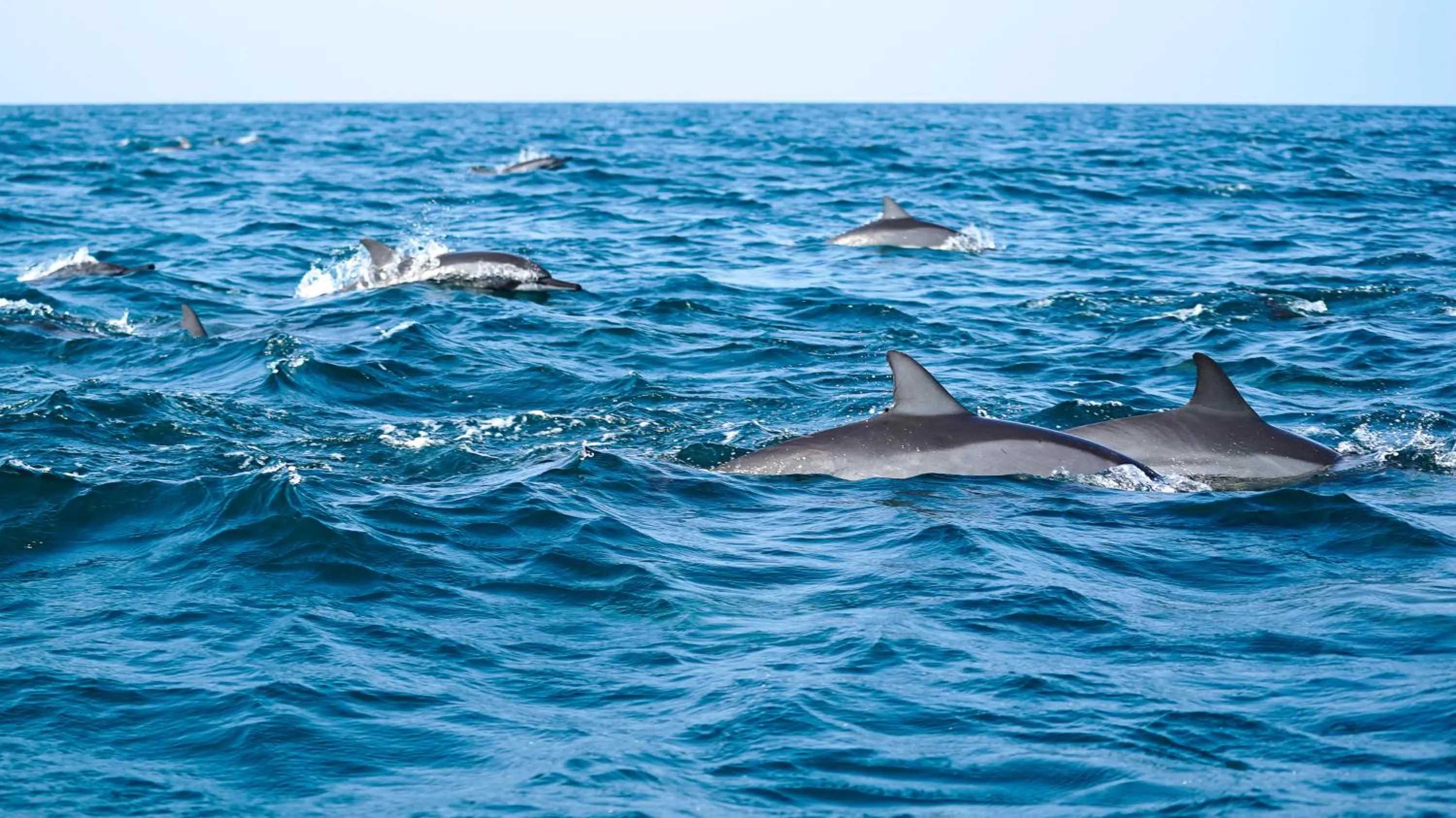 Animals in De Silva Wind Resort Kalpitiya - Kitesurfing School Sri Lanka