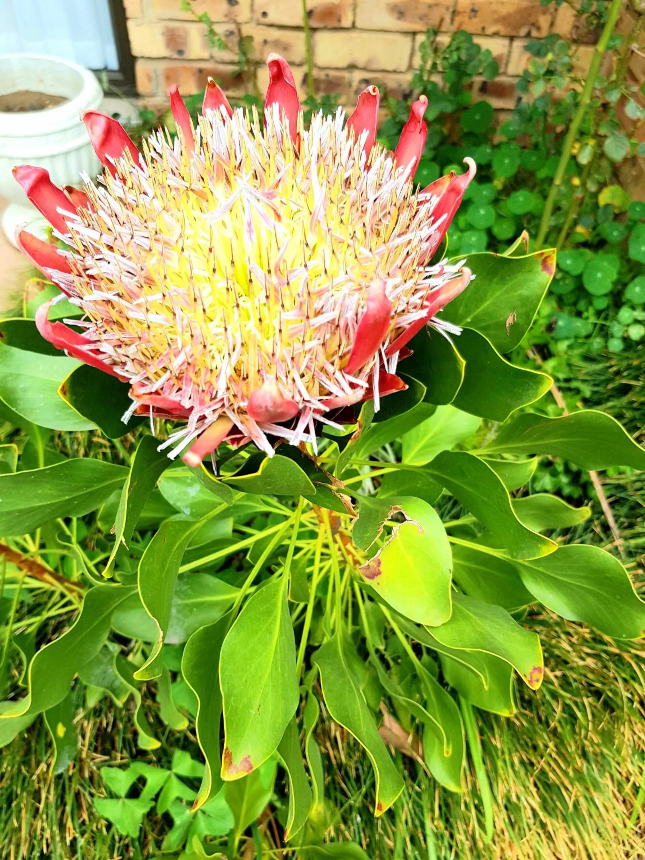 Garden view in Dormio Manor Guest Lodge