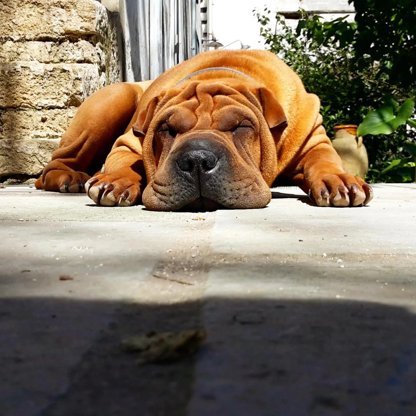 Pets in Giardino Nascosto