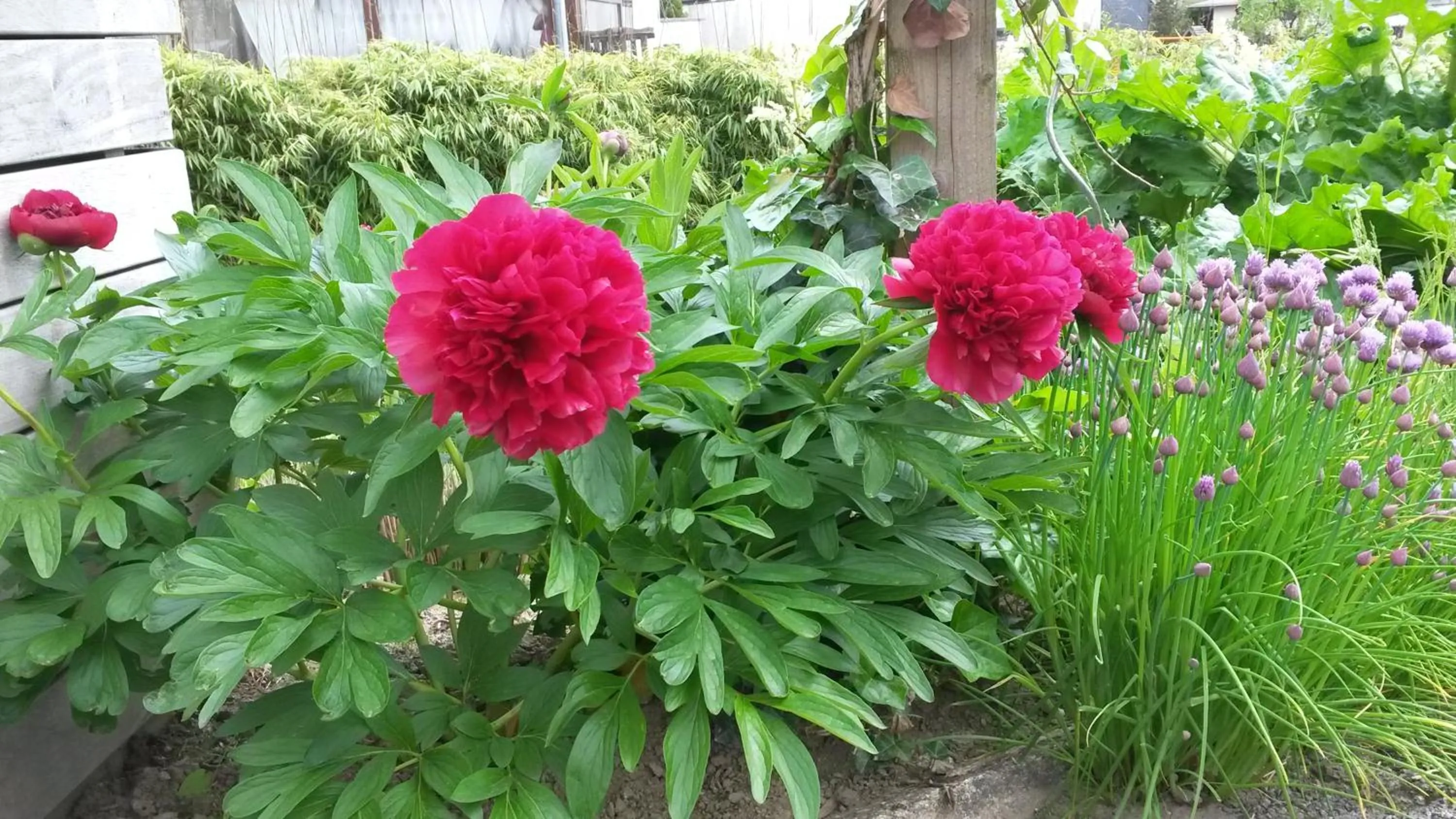 Garden in A L'inattendue