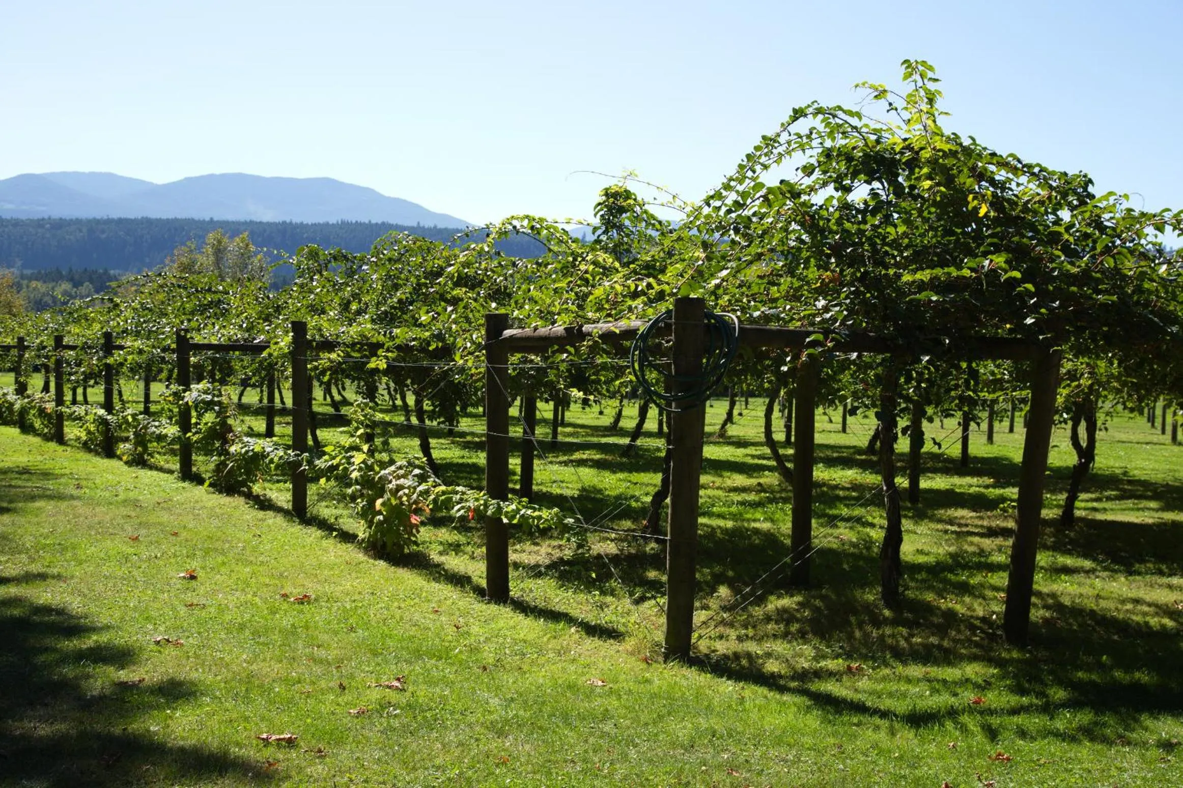 Garden in Kiwi Cove Lodge