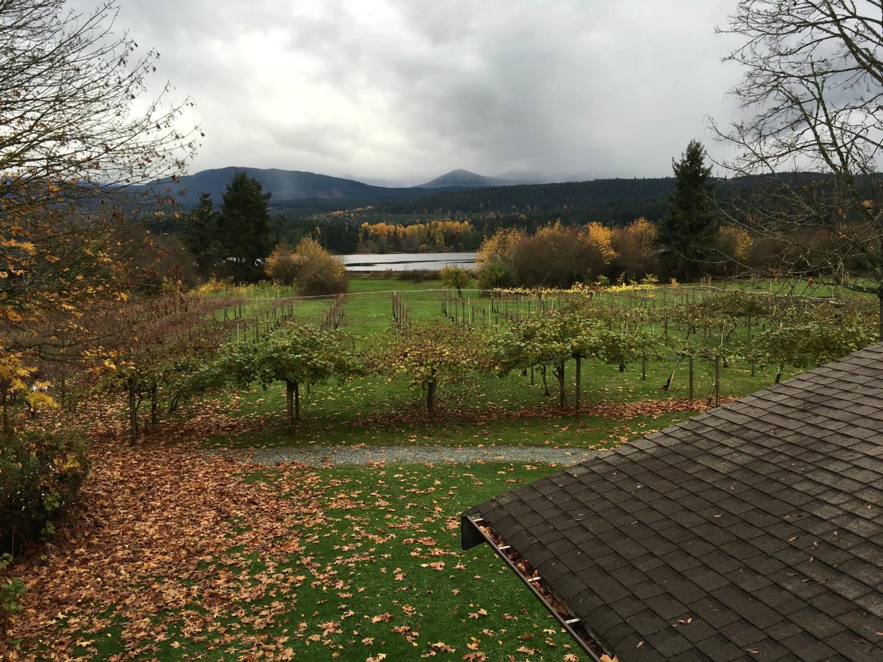 Garden view in Kiwi Cove Lodge