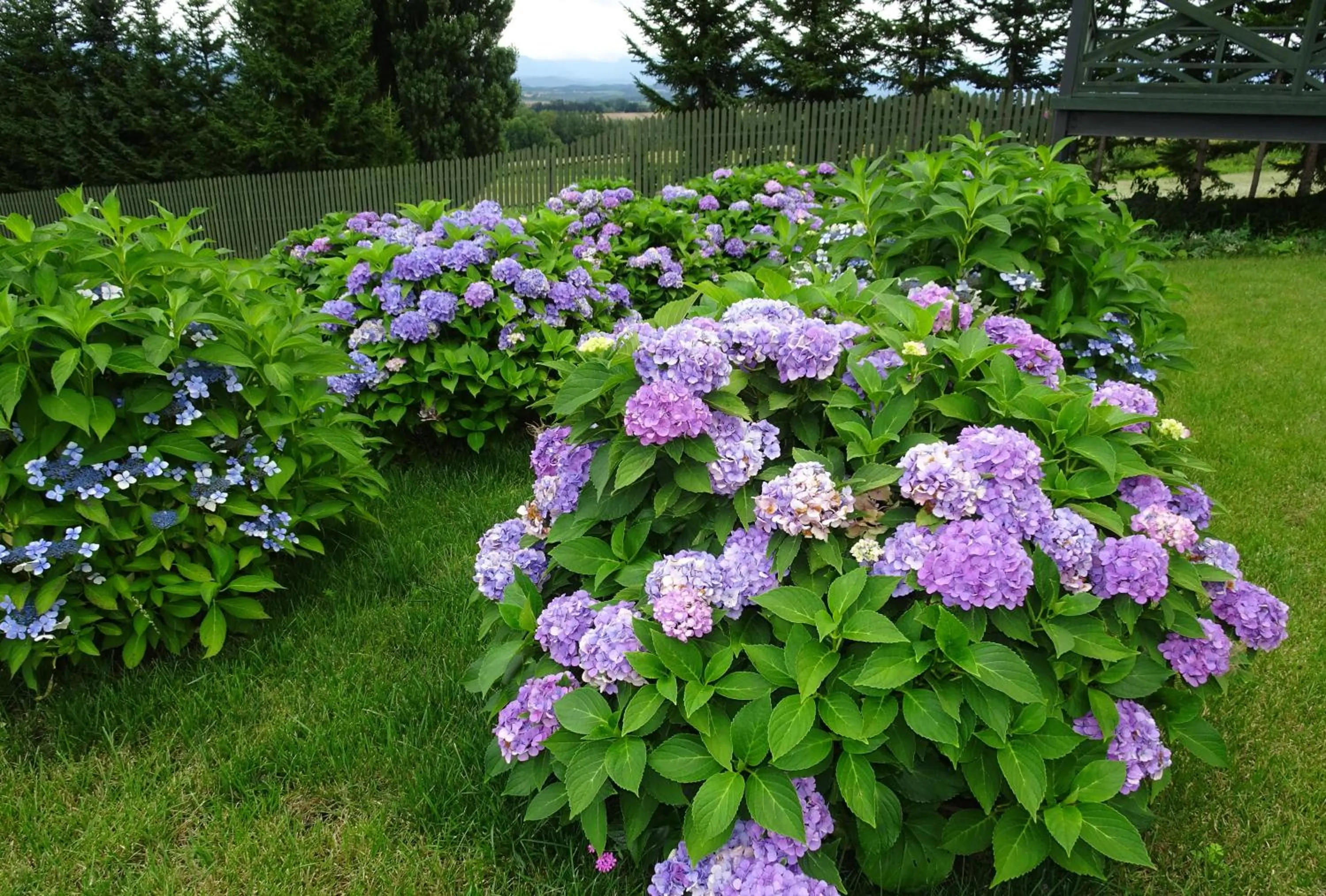 Garden in B&B Ken&Mary