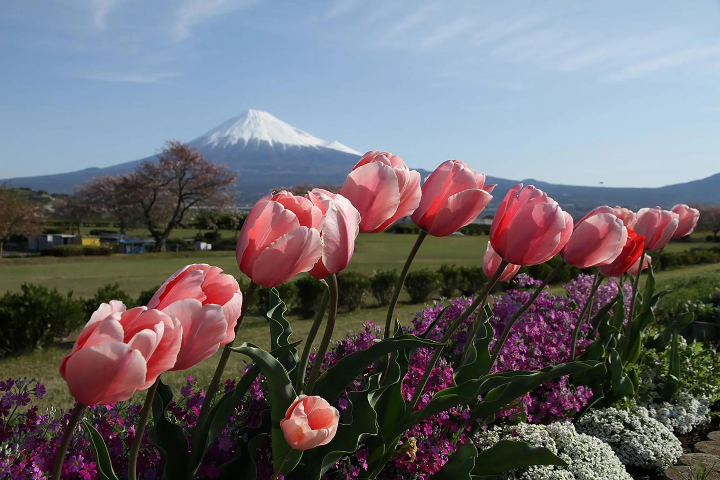 Spring in APA Hotel Shinjuku Kabukicho Tower