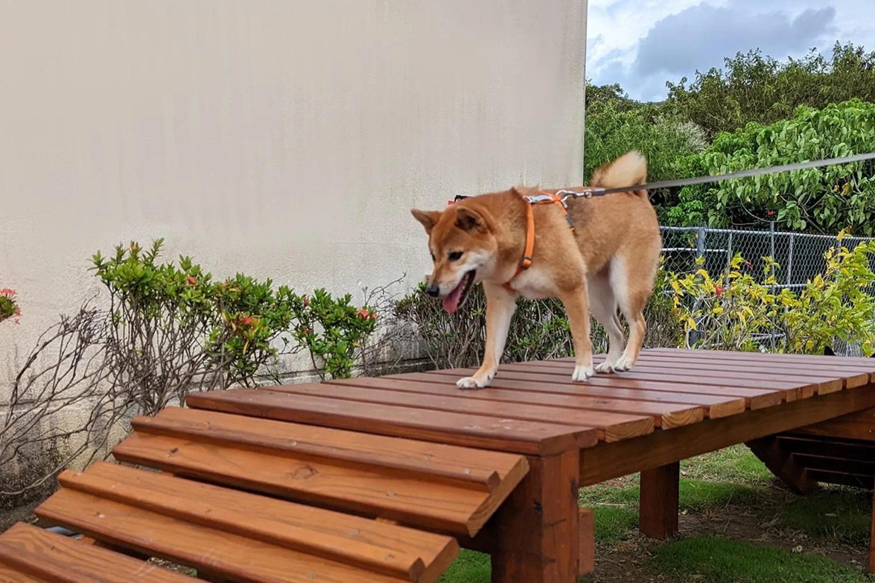 Animals in Howard Kenting Wonder House