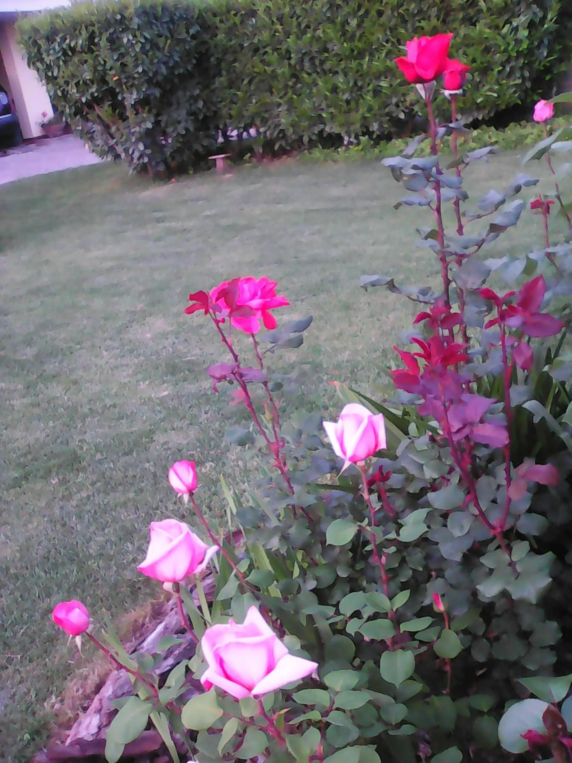 Garden in Casa Iovara