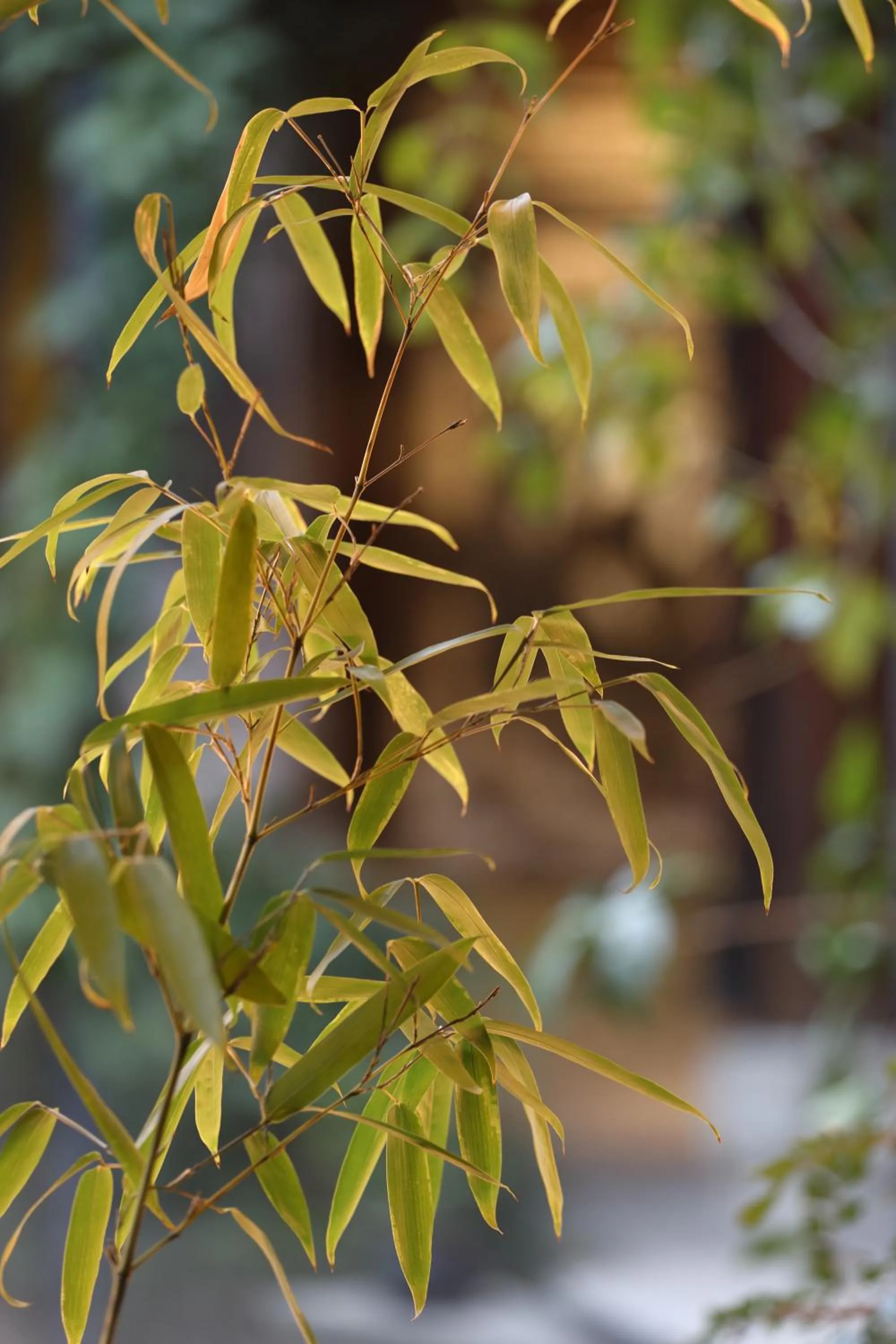 Garden view in Tianxi Mansion in Dali Ancient City - A Century-Old Official Residence