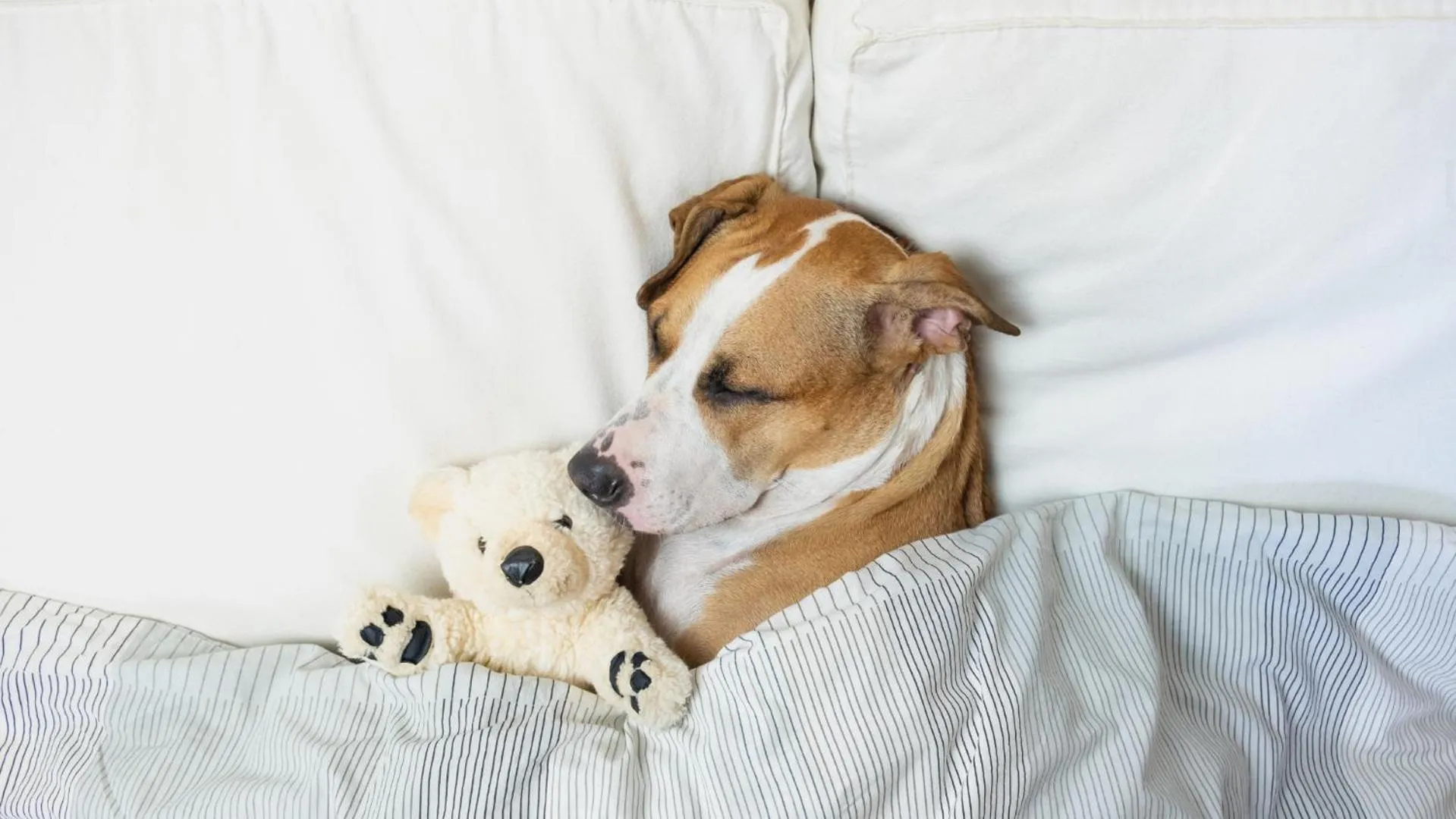 Pets in ibis Styles Fortaleza Shopping Giga Mall