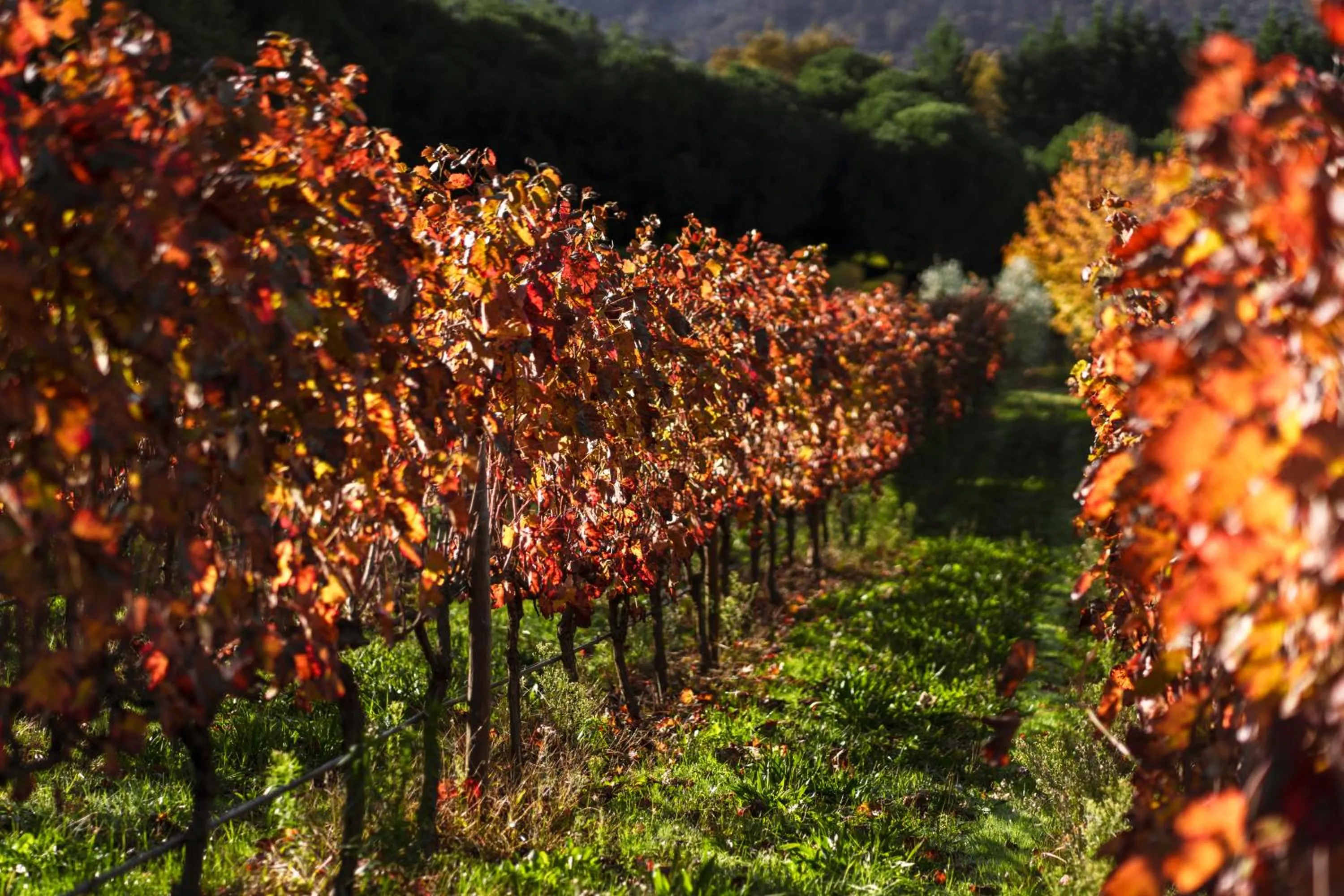Natural landscape in Casas da Memória