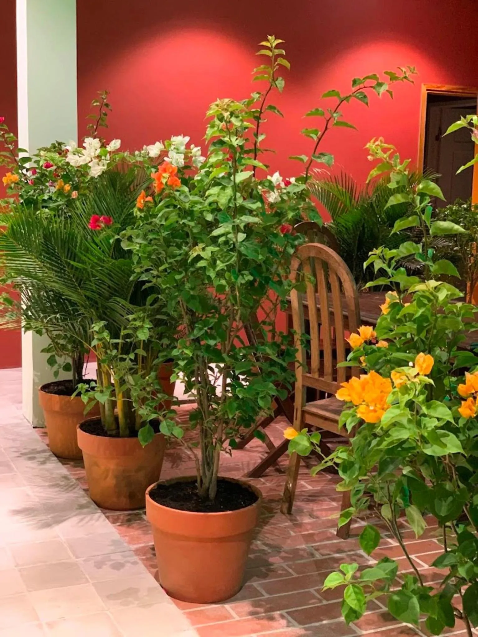 Garden in Chí Hiếu Homestay